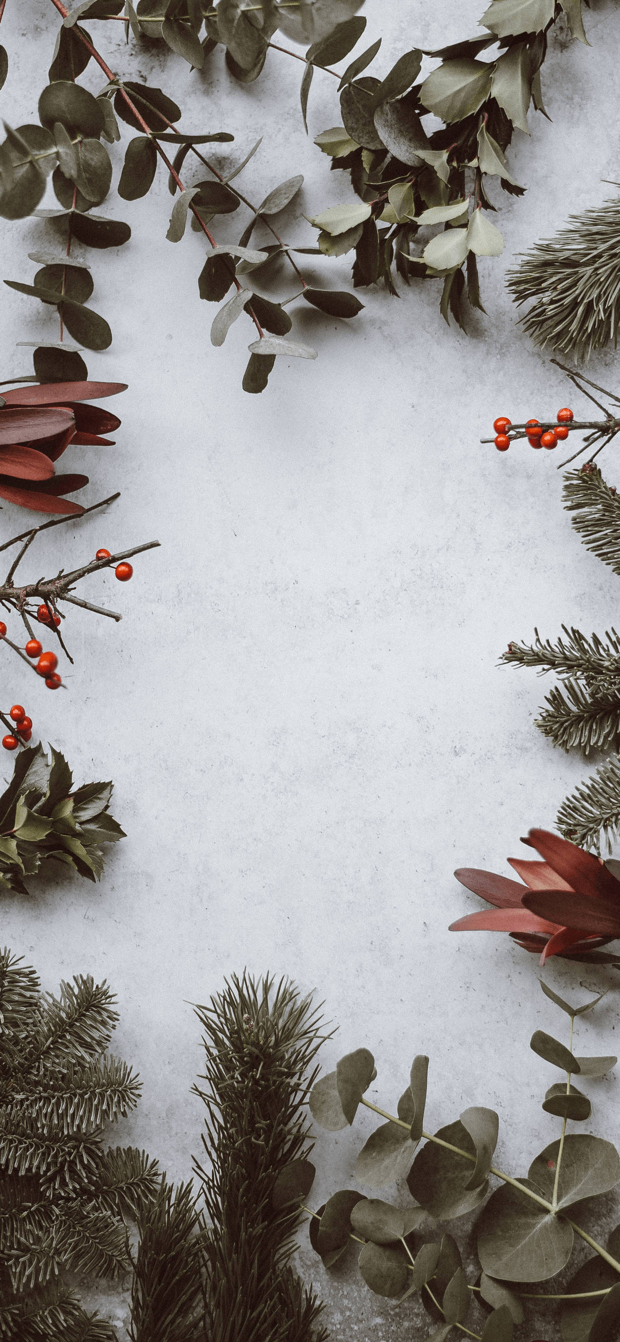 eucalyptus pine, red berries, textured white surface, 2K Phone Wallpaper