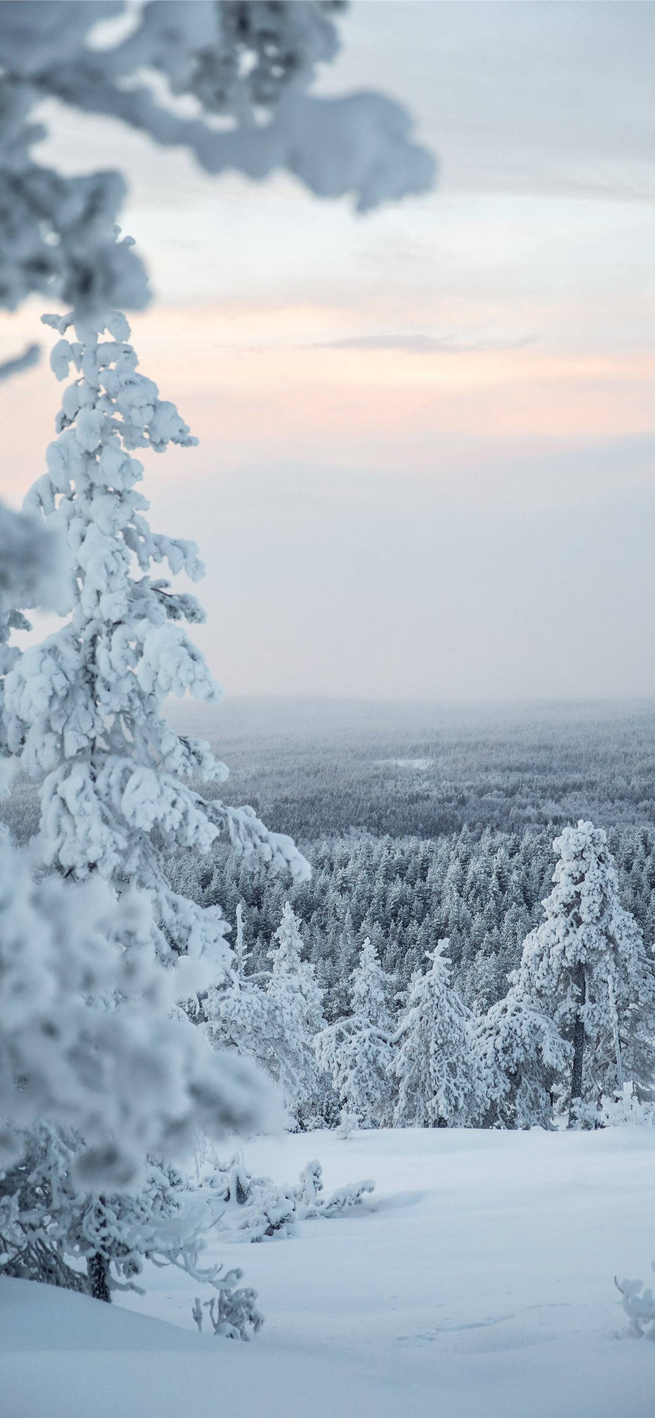cute winter iphone, snow-laden pine trees, frozen forest, 2K Phone Wallpaper