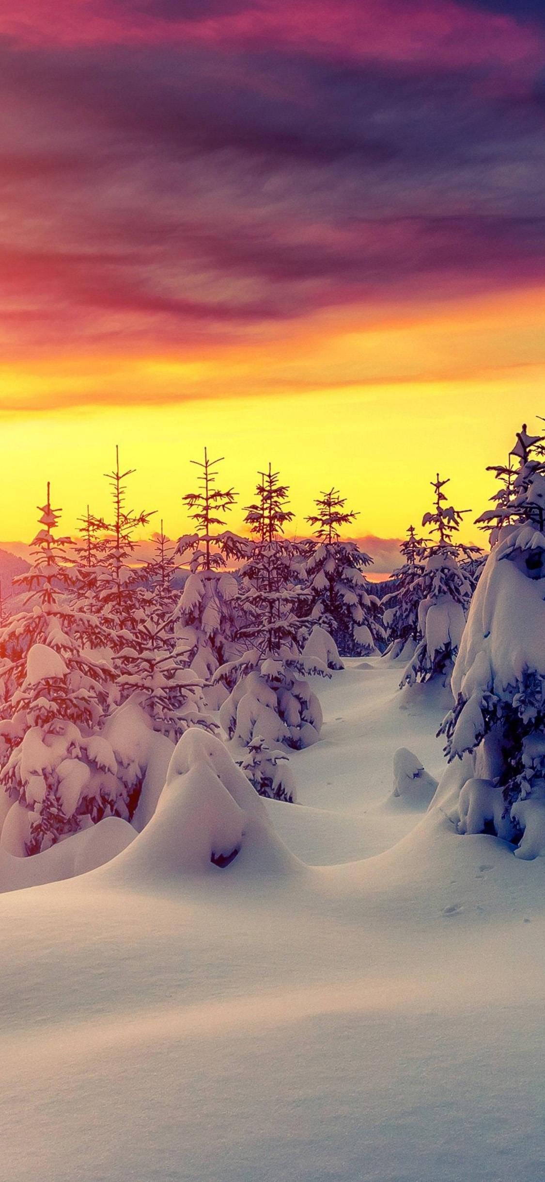 cute winter iphone, snowy pine trees, vibrant sunset sky, Full HD Phone Wallpaper