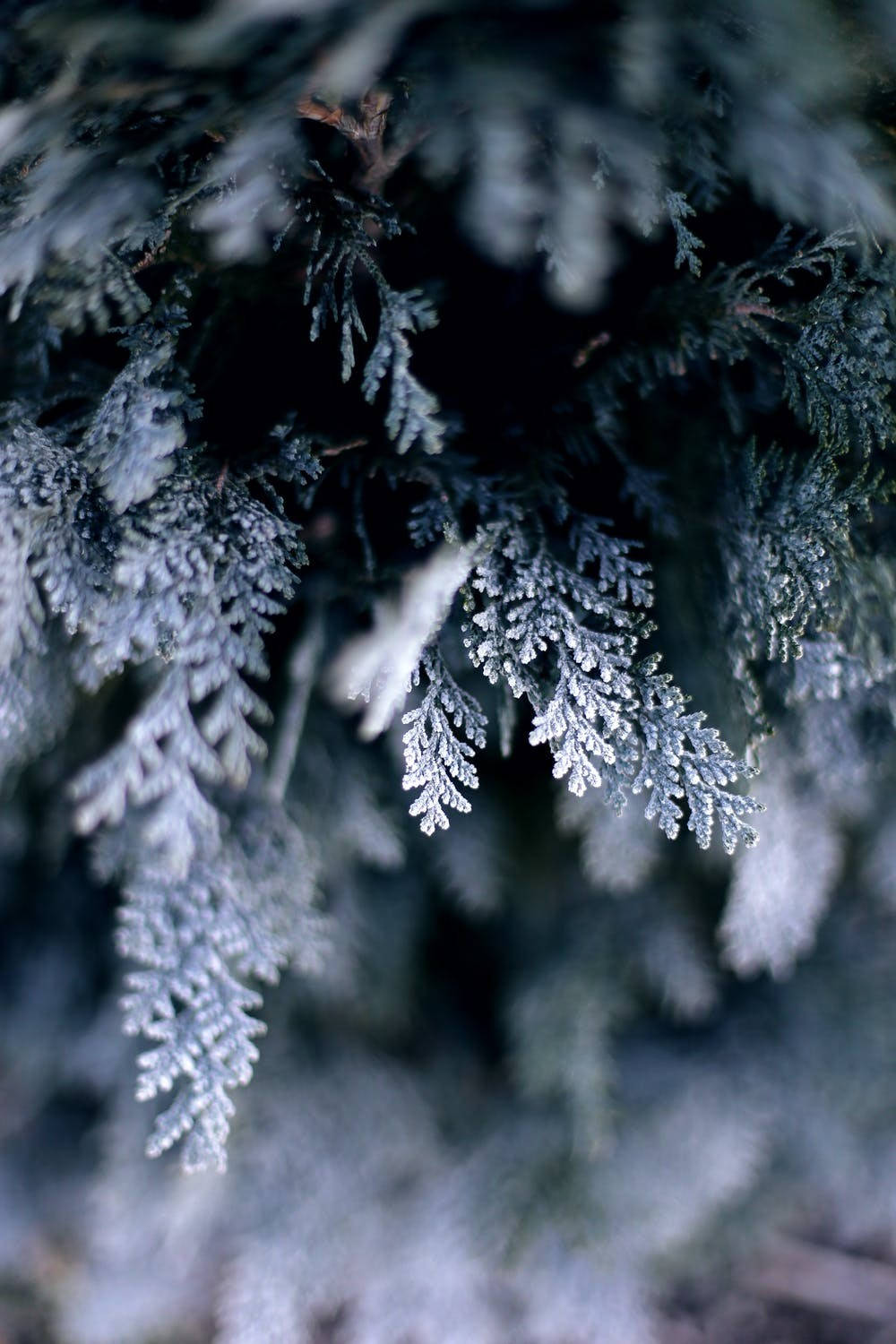 cute winter iphone, frost-covered evergreen branches, soft winter light, HD Phone Wallpaper