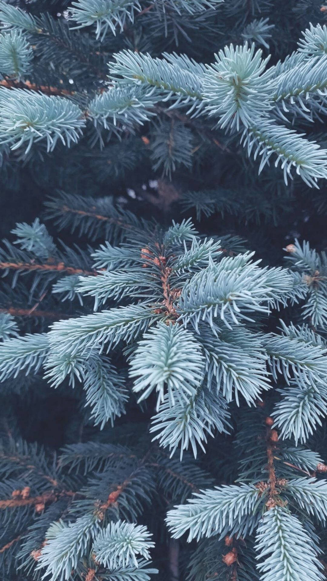 Cute Winter iPhone, frost-dusted evergreen branches, icy blue needles, Full HD Phone Wallpaper