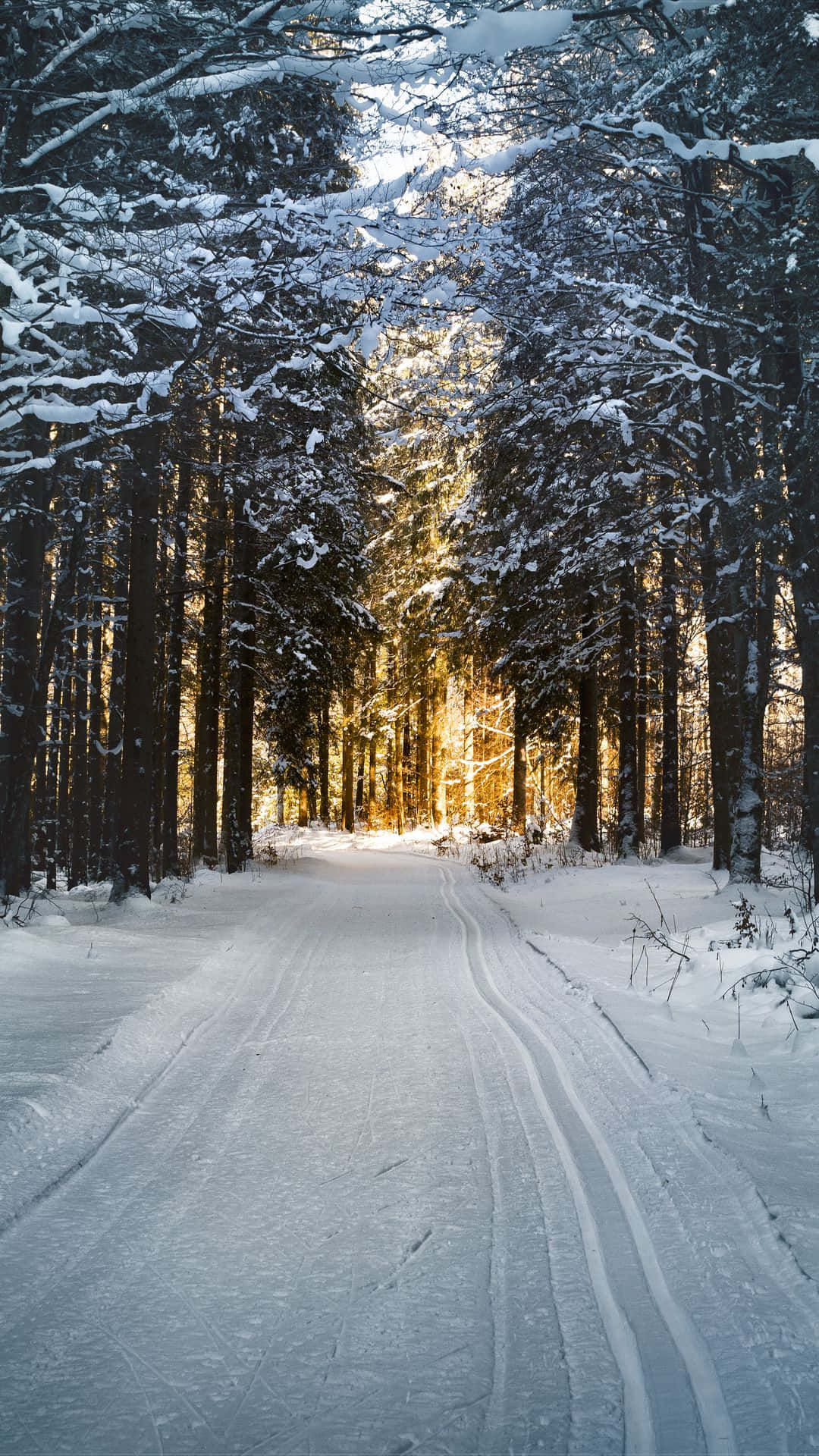 snowy forest path, tall evergreens, golden sunlight, Full HD Phone Wallpaper