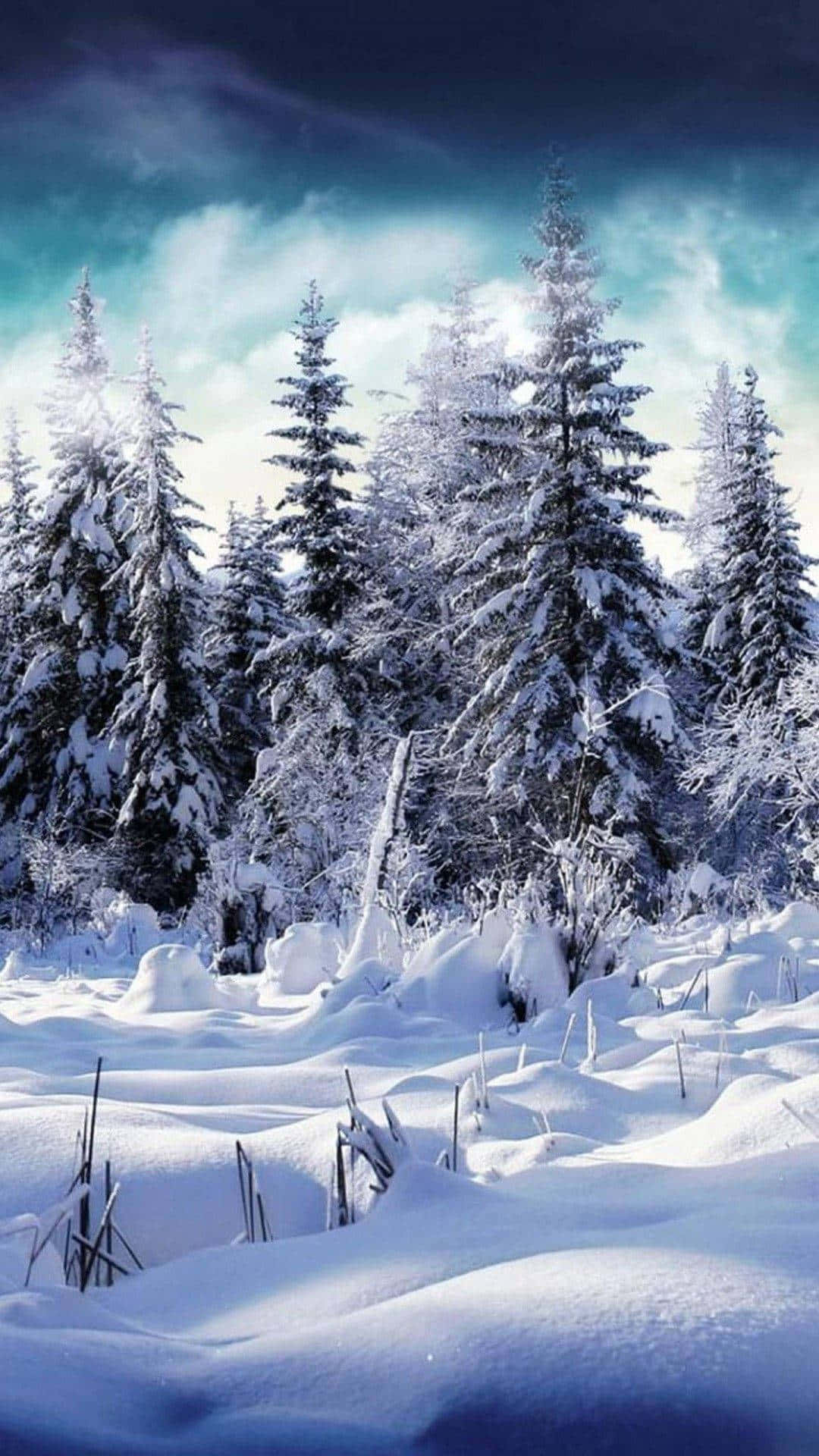 snow-covered forest, evergreen trees, twilight sky, Full HD Phone Wallpaper