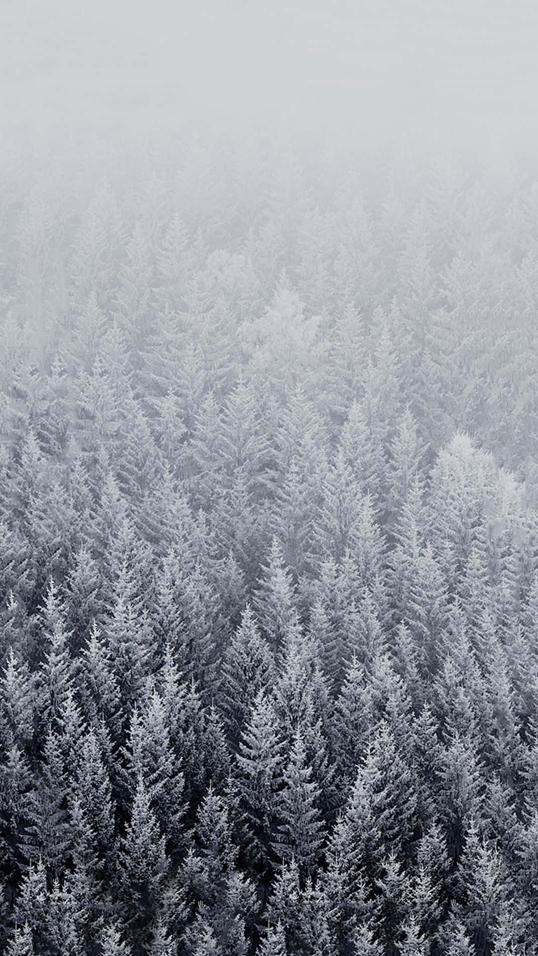 Cute Winter Phone, snow-covered pine trees, aerial view, Full HD Phone Wallpaper