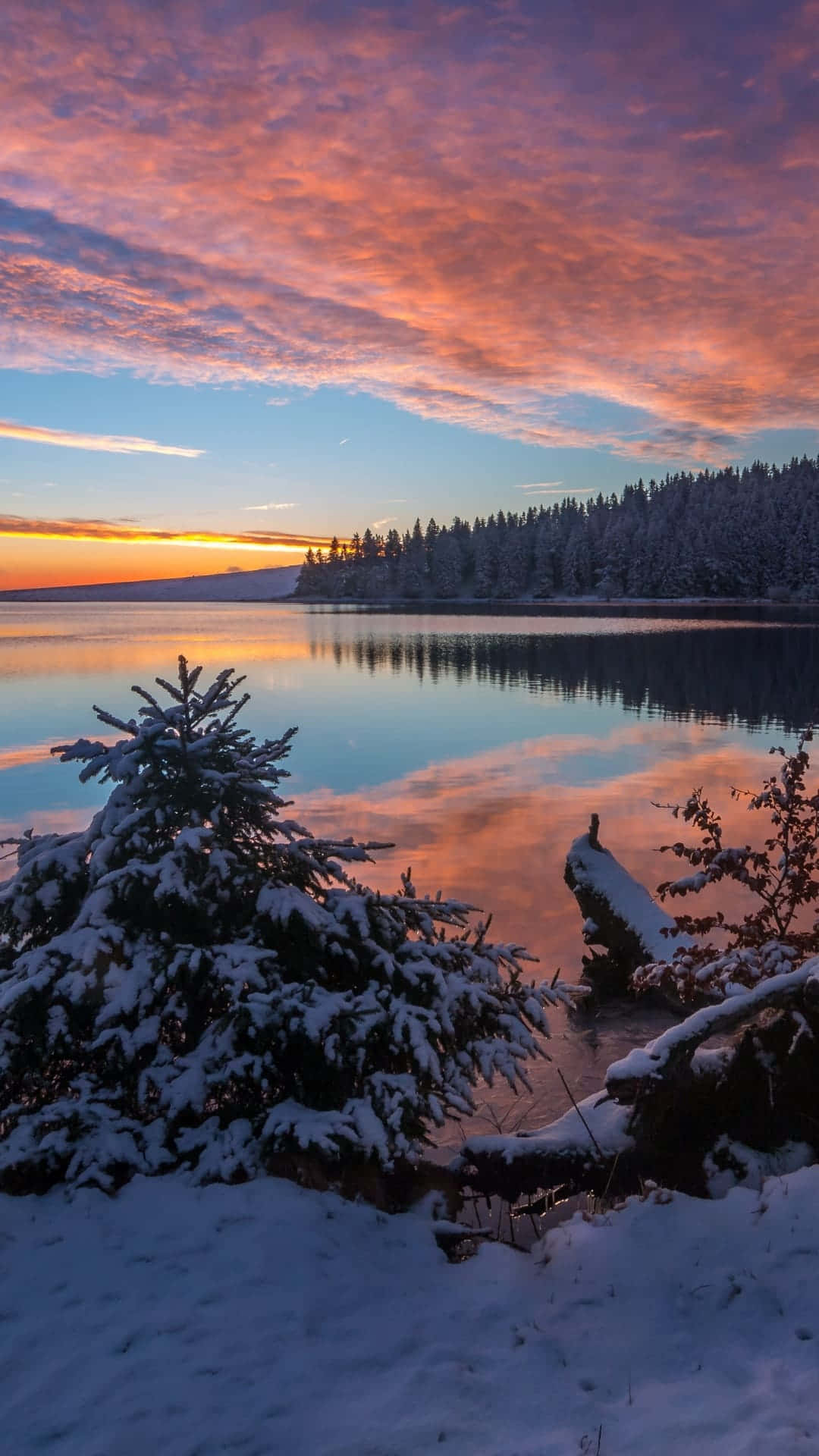 snow-covered pine tree, frozen lake, fiery sunset sky, Full HD Phone Wallpaper
