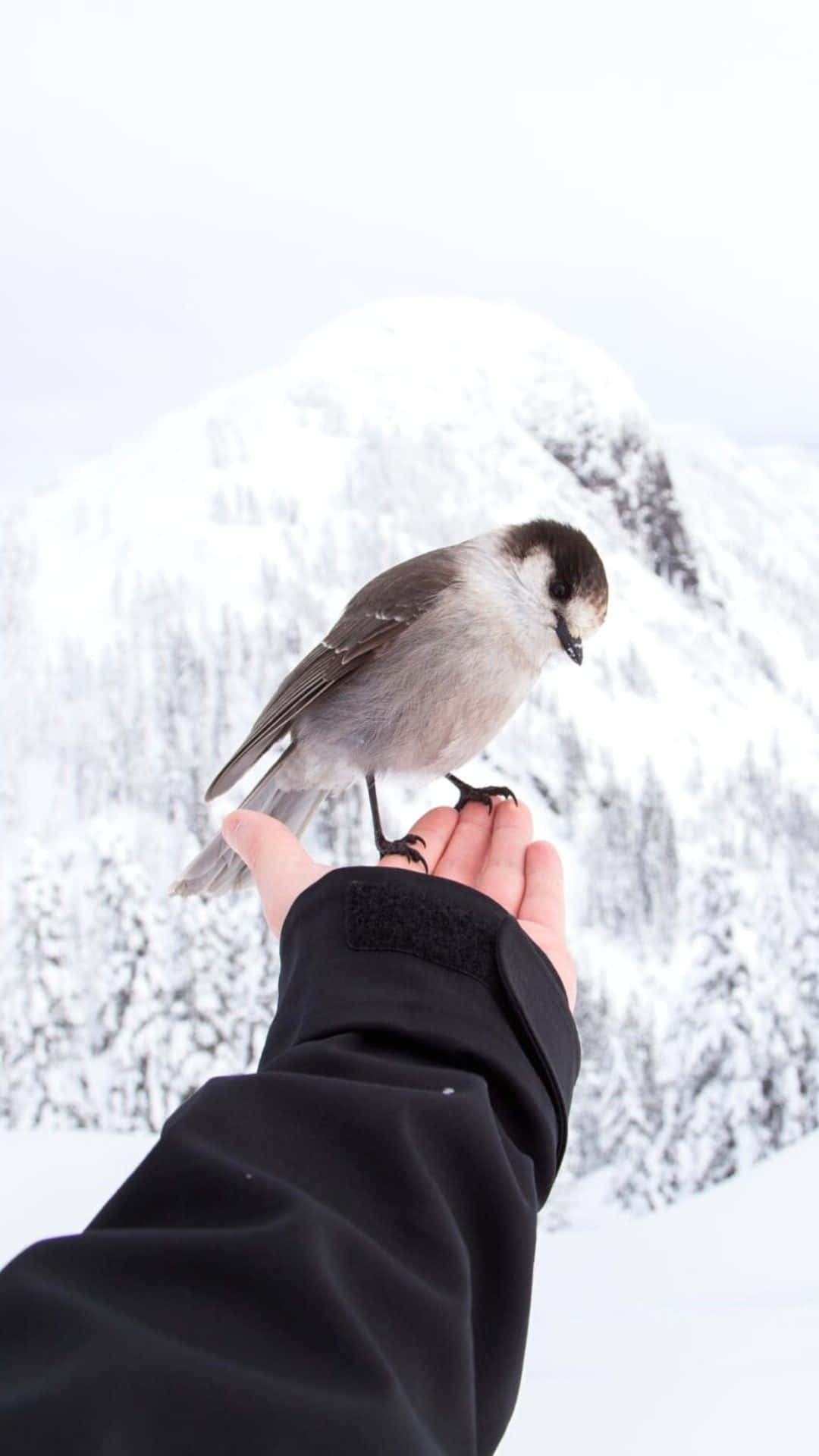 cute winter phone, gray bird, snow-covered mountains, Full HD Phone Wallpaper