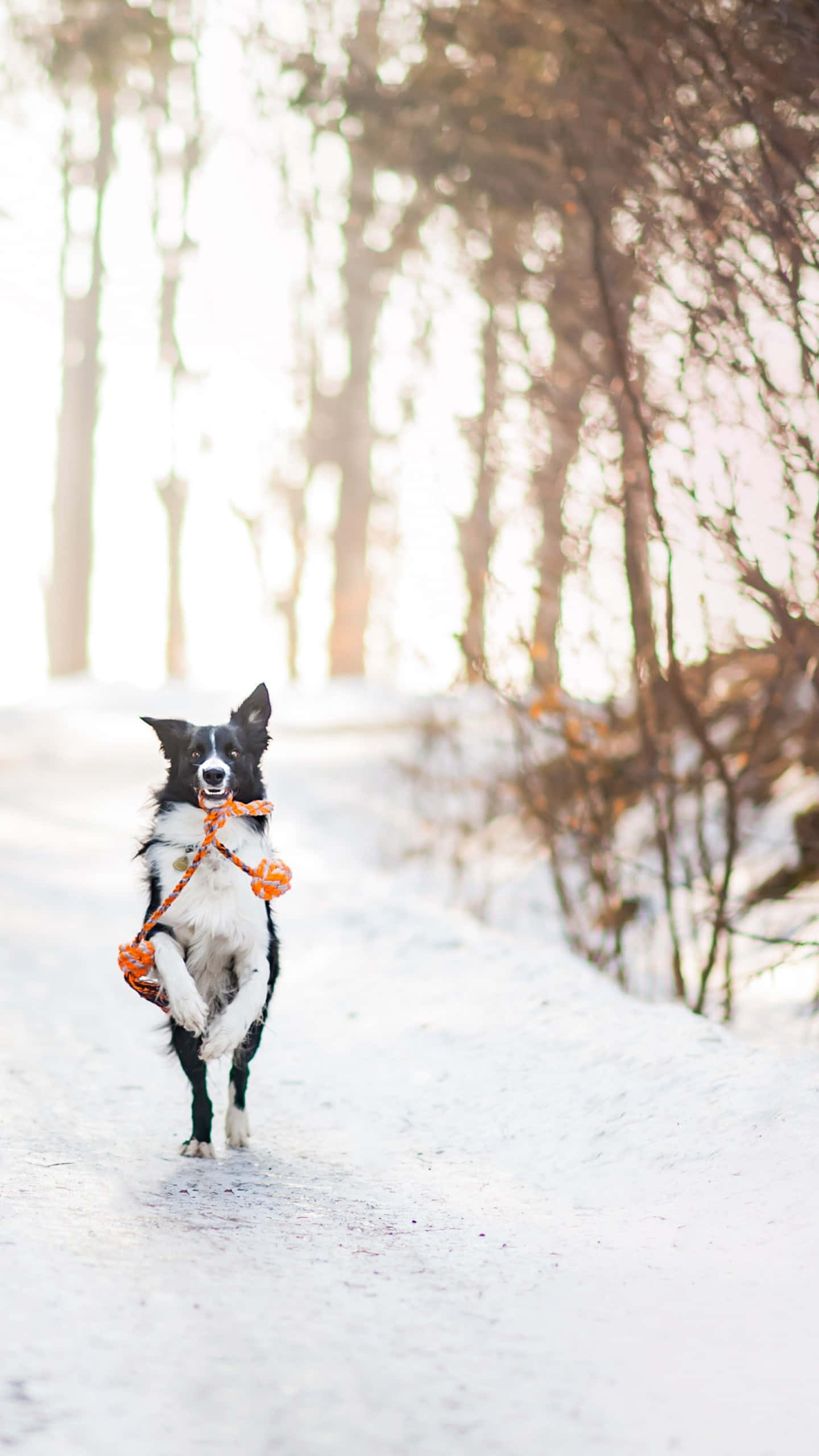 black and white border collie, snowy forest path, orange leash, 2K Phone Wallpaper