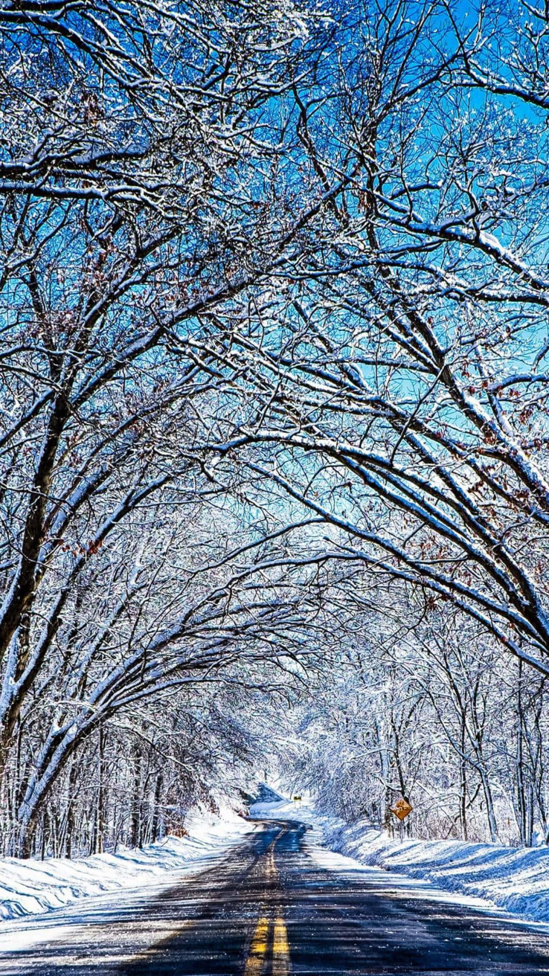 snow-covered road, forest of bare trees, clear blue sky, Full HD Phone Wallpaper
