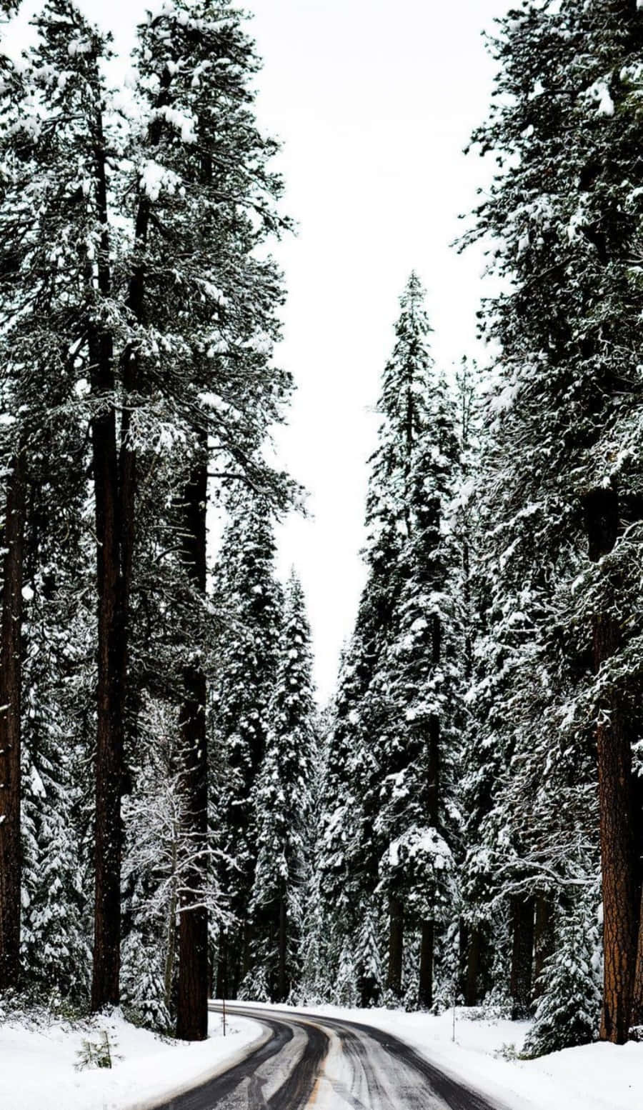 winter aesthetic phone, snowy road, dense forest, HD Phone Wallpaper