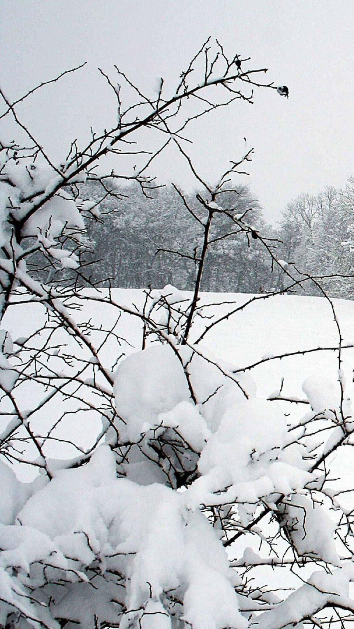 winter landscape, snow-laden bare branches, overcast sky, Full HD Phone Wallpaper