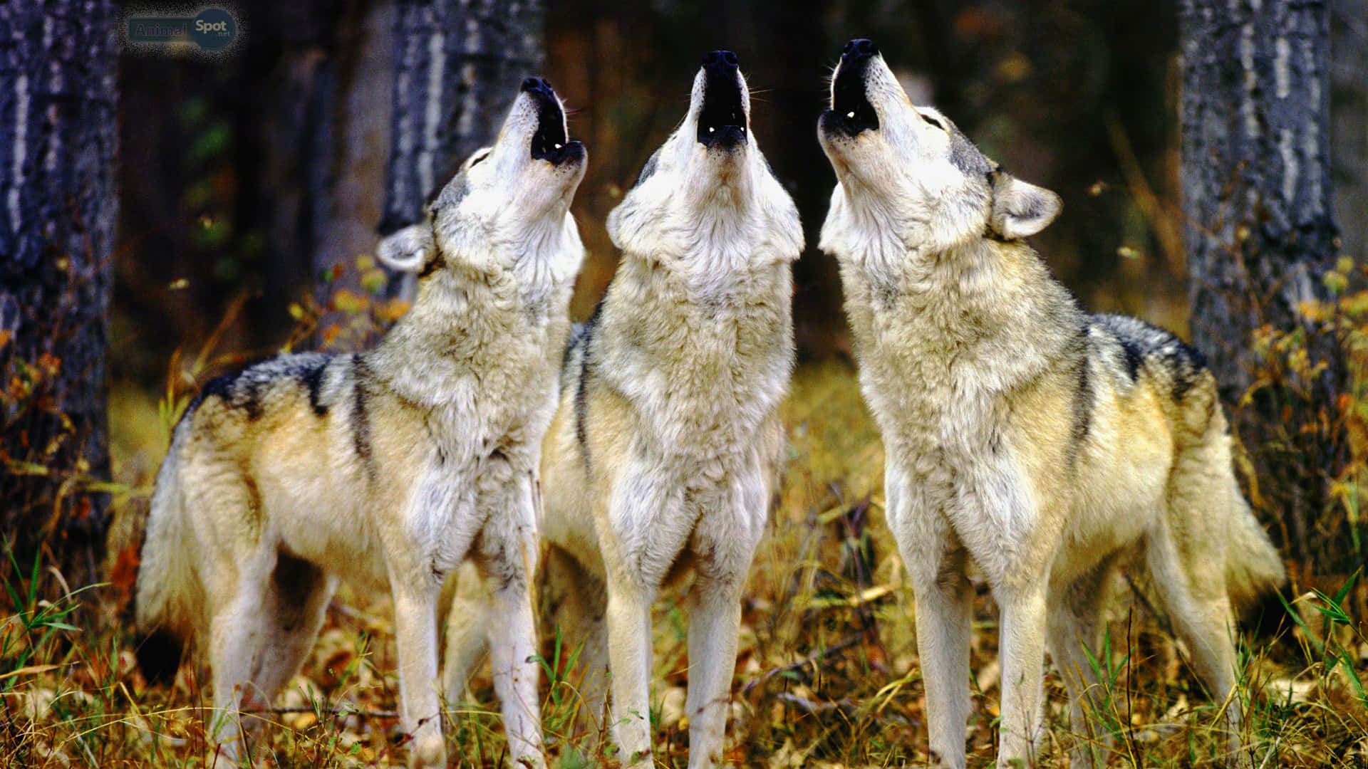cute wolves, forest, tall trees, Full HD Desktop Wallpaper
