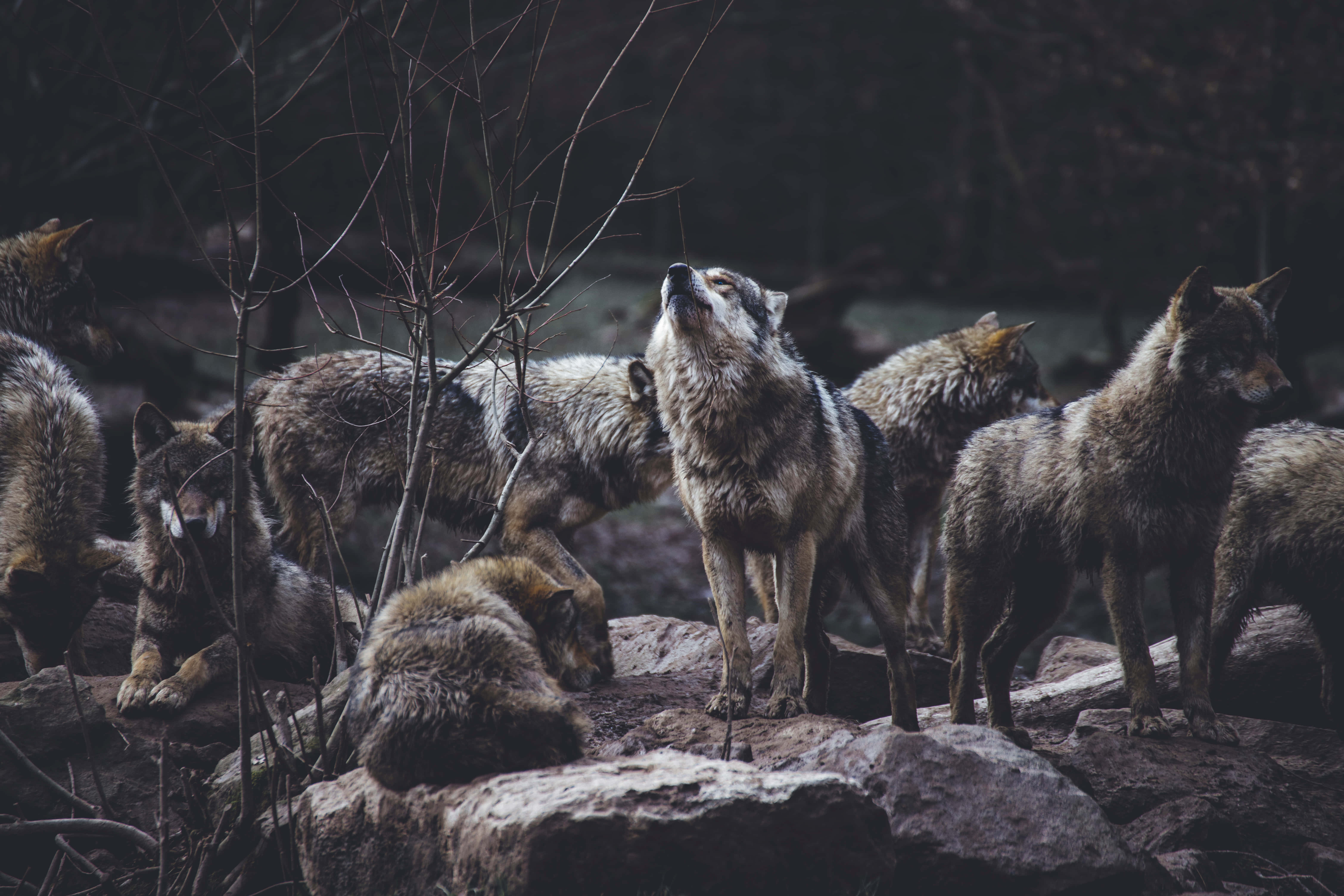 Cute Wolves, pack of wolves, rocky terrain, 5K Desktop Wallpaper