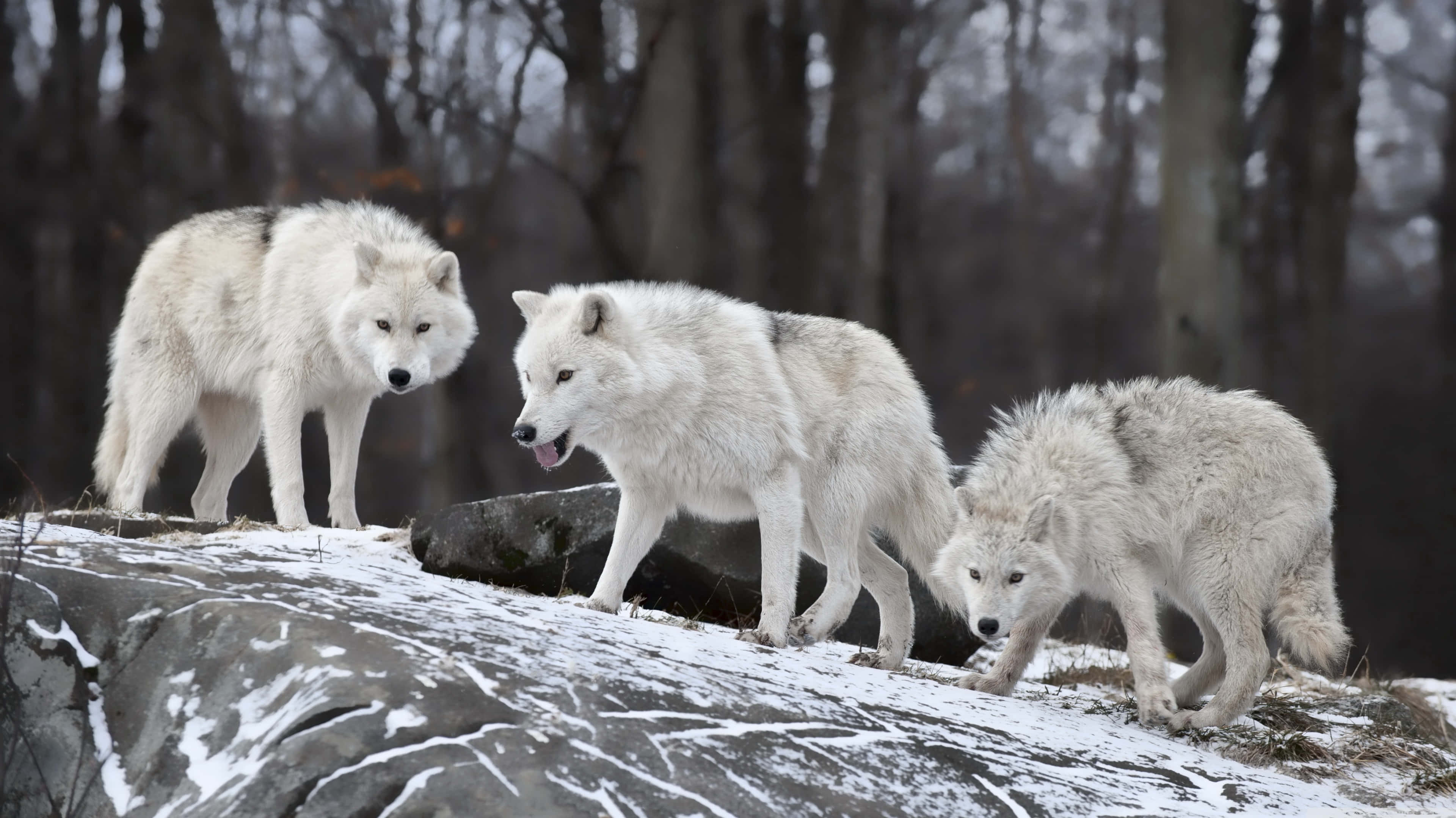 Cute White Wolves, snow-dusted rocky outcrop, misty winter forest, 4K Desktop Wallpaper