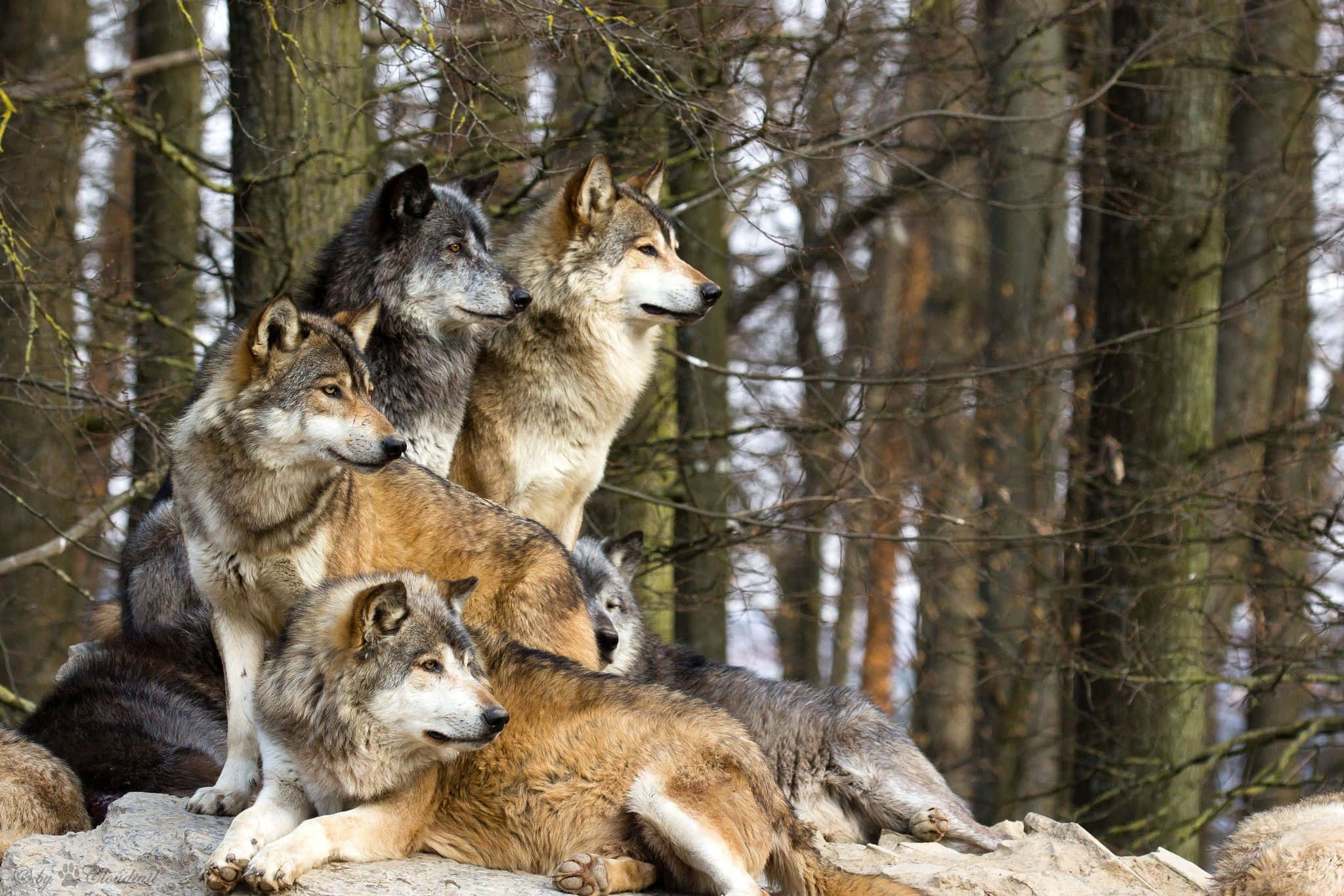 Cute Wolves, gray and brown coats, rocky outcrop, Full HD Desktop Wallpaper