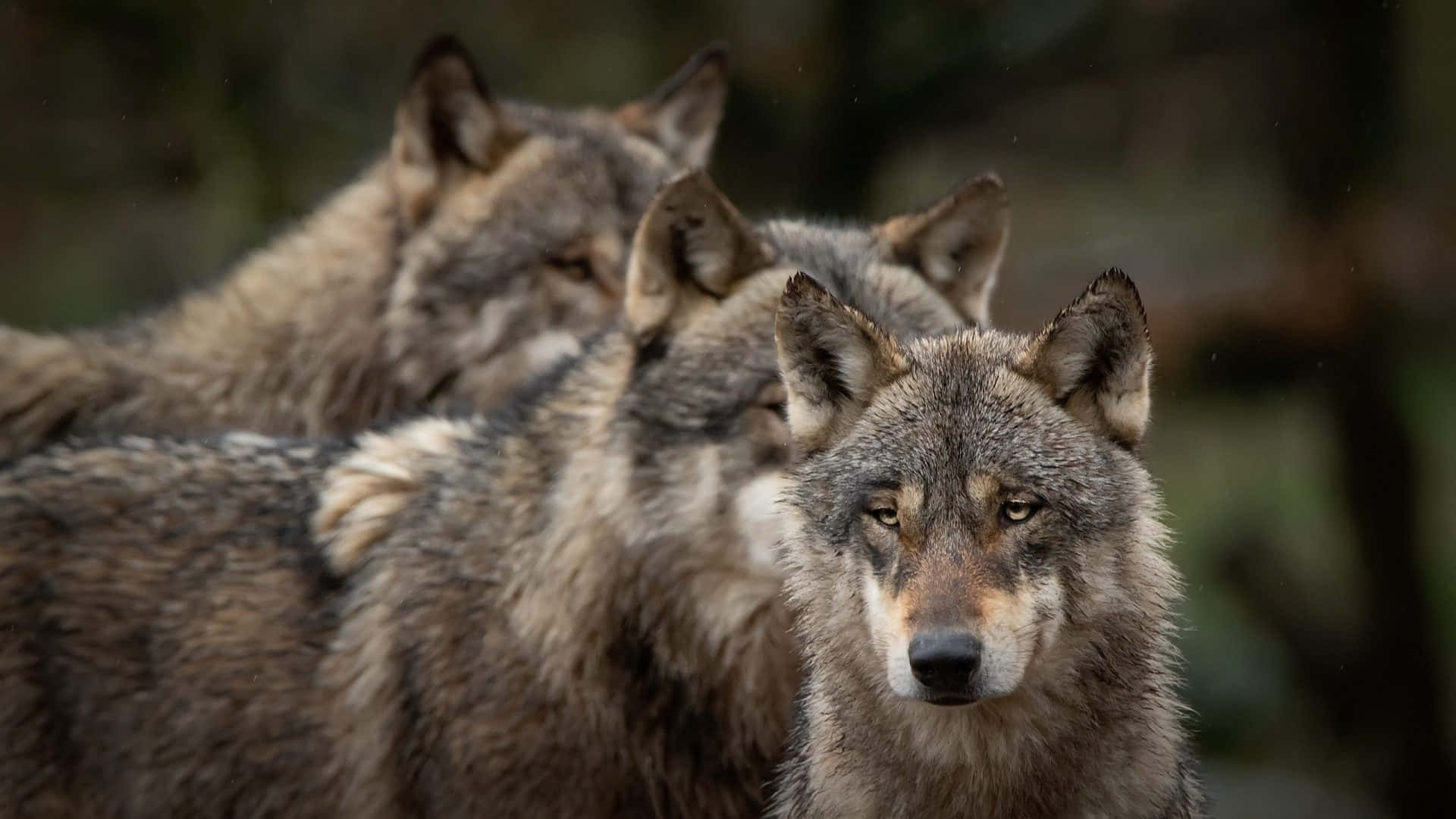 cute wolves, winter wonderland, thick gray fur, Full HD Desktop Wallpaper