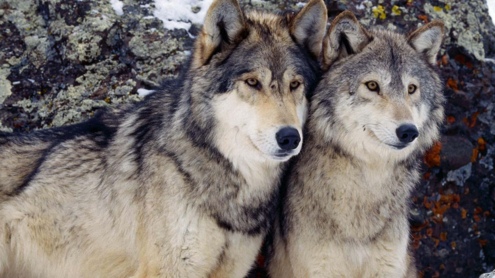 wolf cubs, thick gray and brown fur, lichen-covered rock face, Full HD Desktop Wallpaper