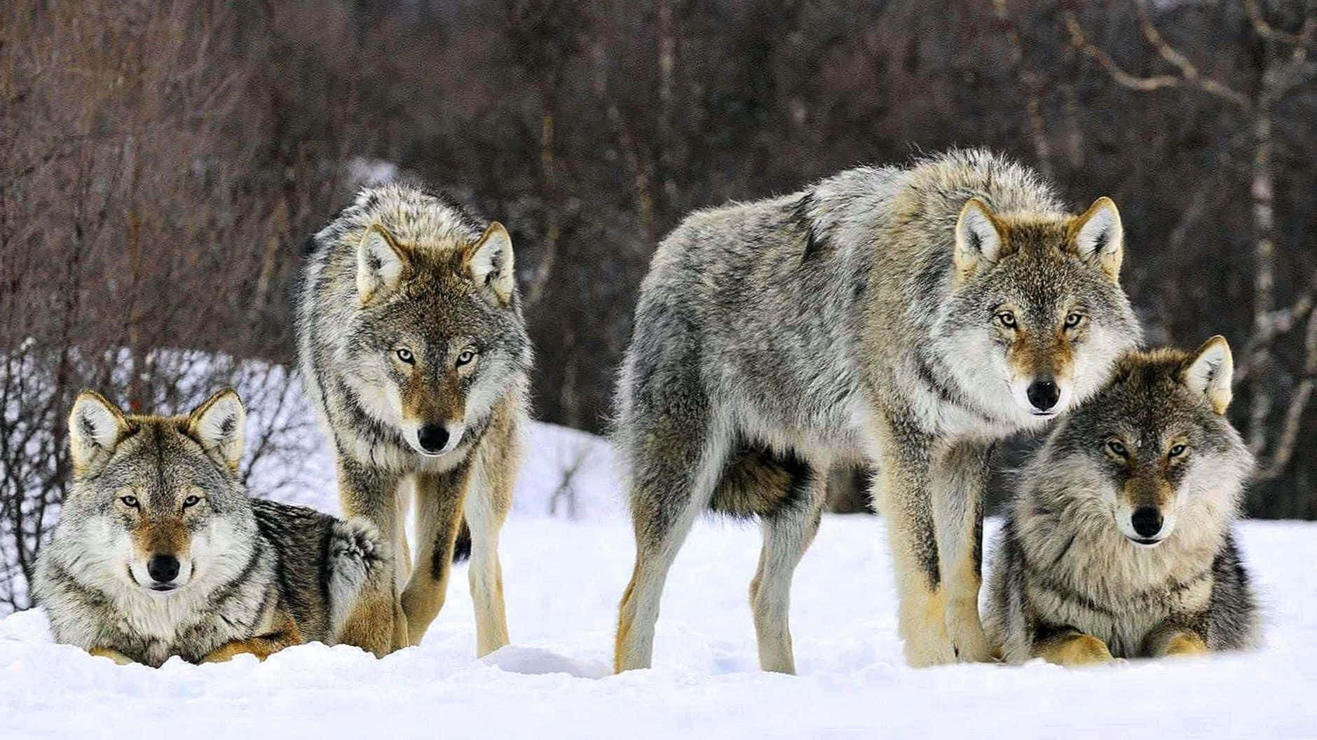 cute wolves, gray fur, snow, HD Desktop Wallpaper