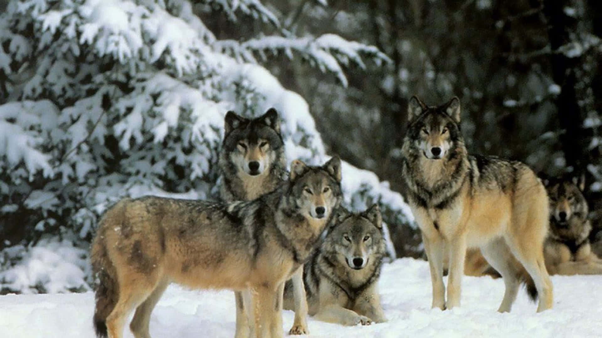 cute wolves, pack of wolves, snowy forest, Full HD Desktop Wallpaper