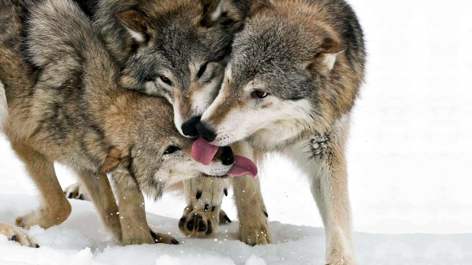 cute wolves, snowy winter scene, soft fur, Full HD Desktop Wallpaper