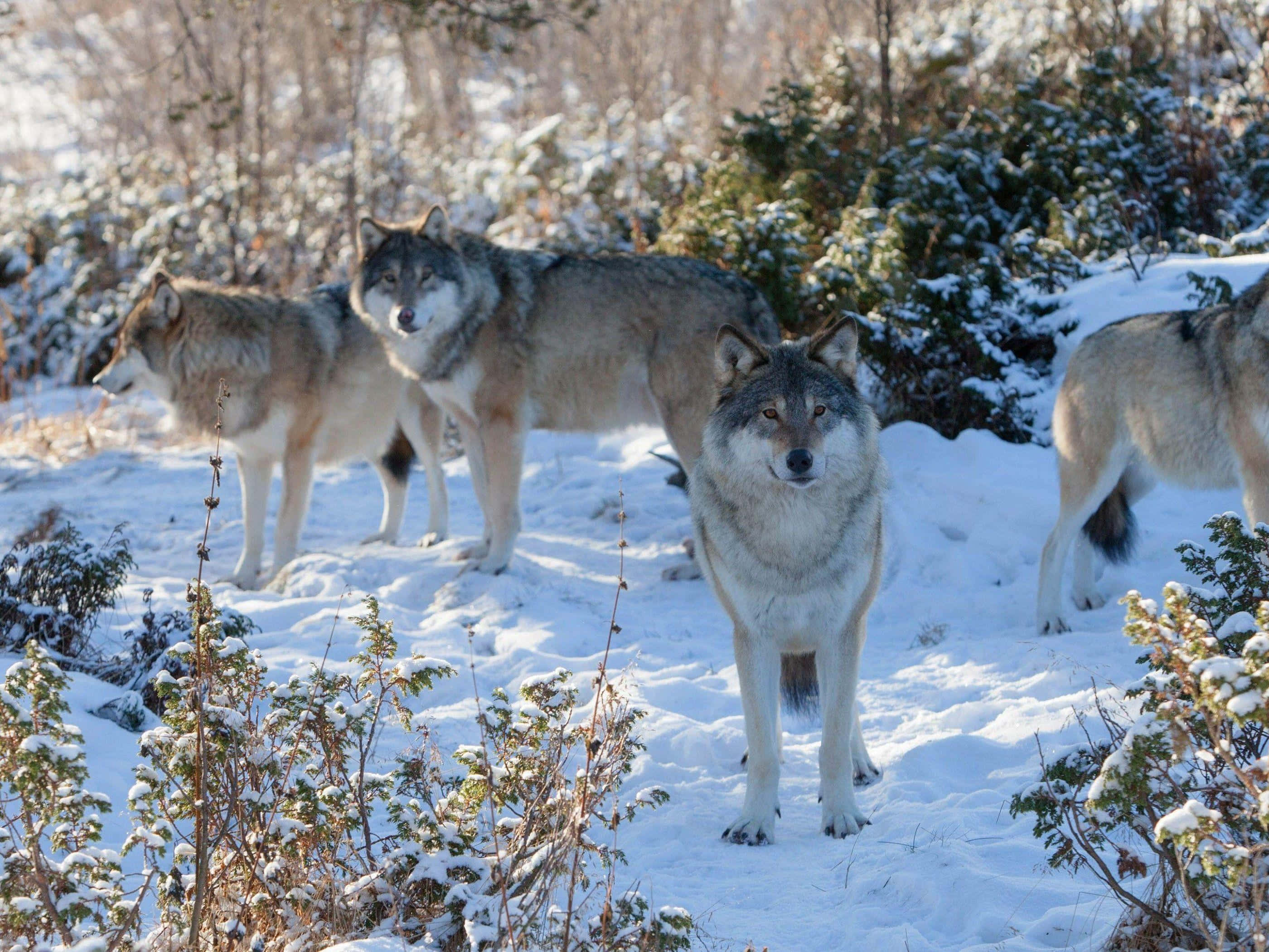 Cute Wolves, snowy winter forest, sunlit evergreens, 2K Desktop Wallpaper