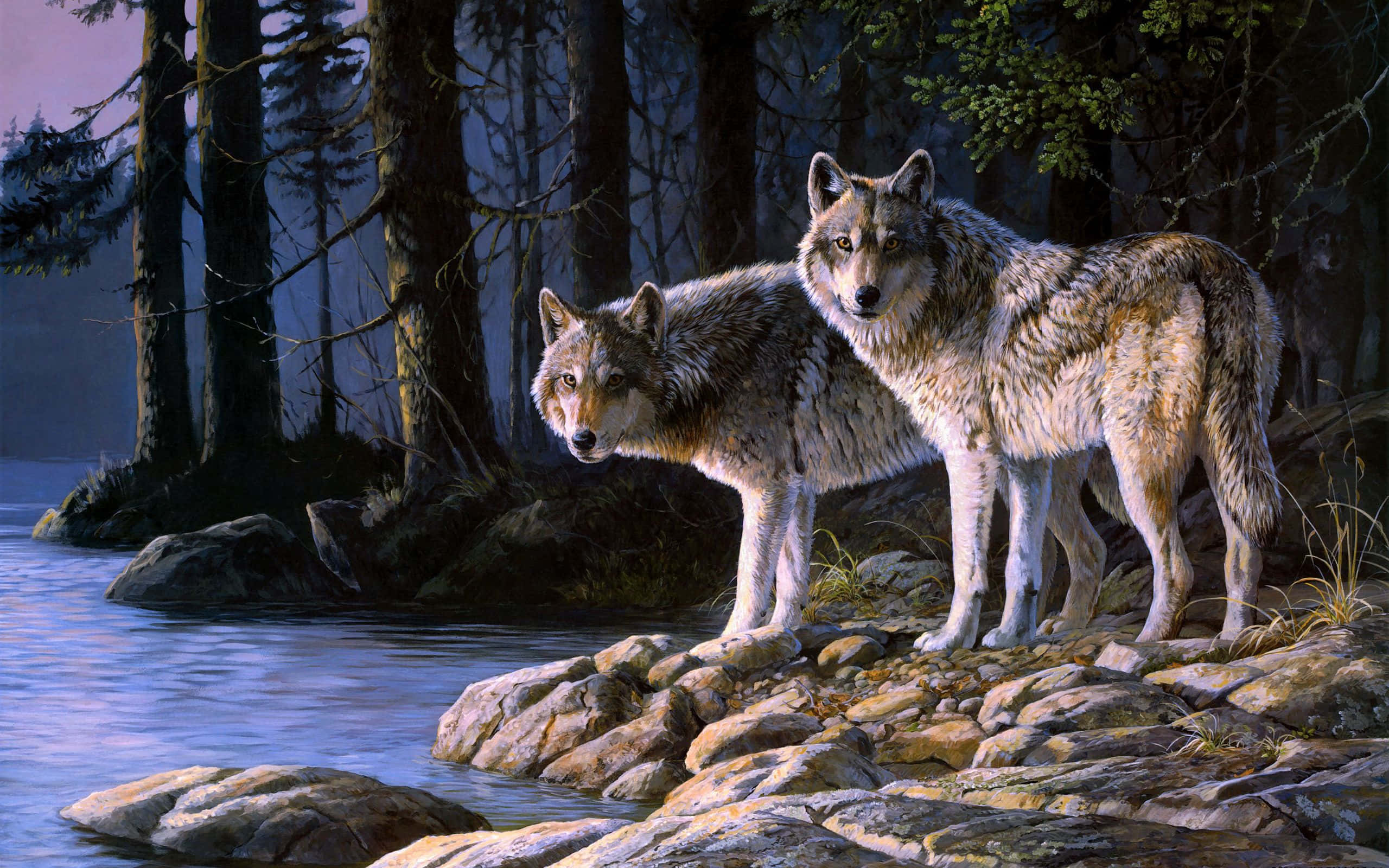Cute Wolves, river, rocky shores, 2K Desktop Wallpaper