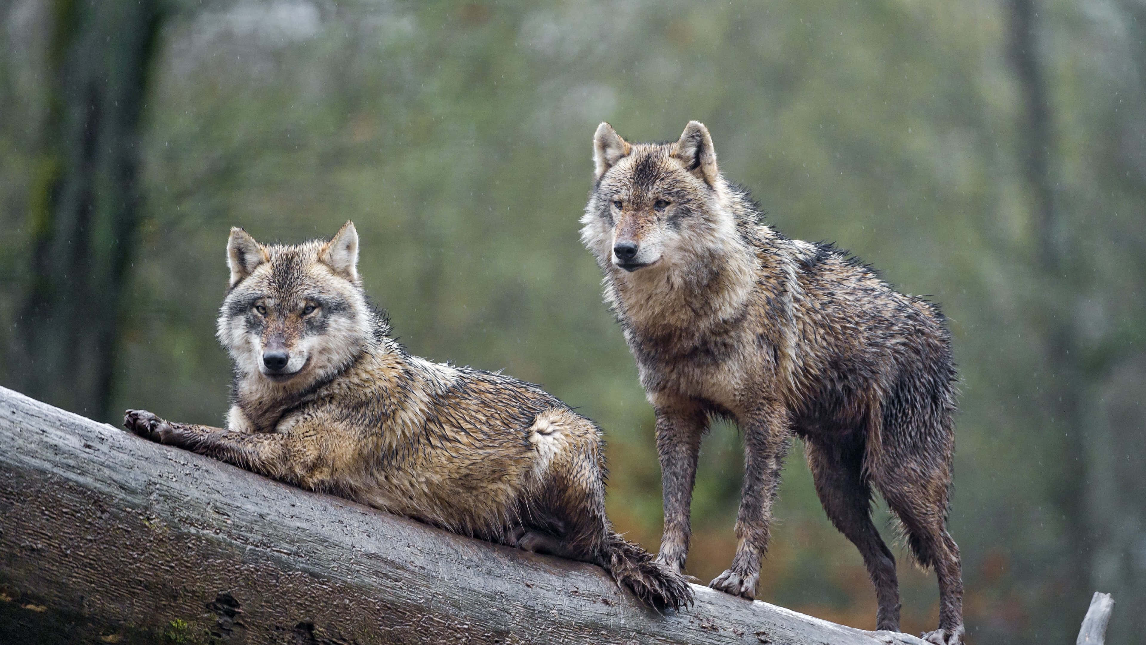 wolves, mossy log, misty forest, 4K Desktop Wallpaper