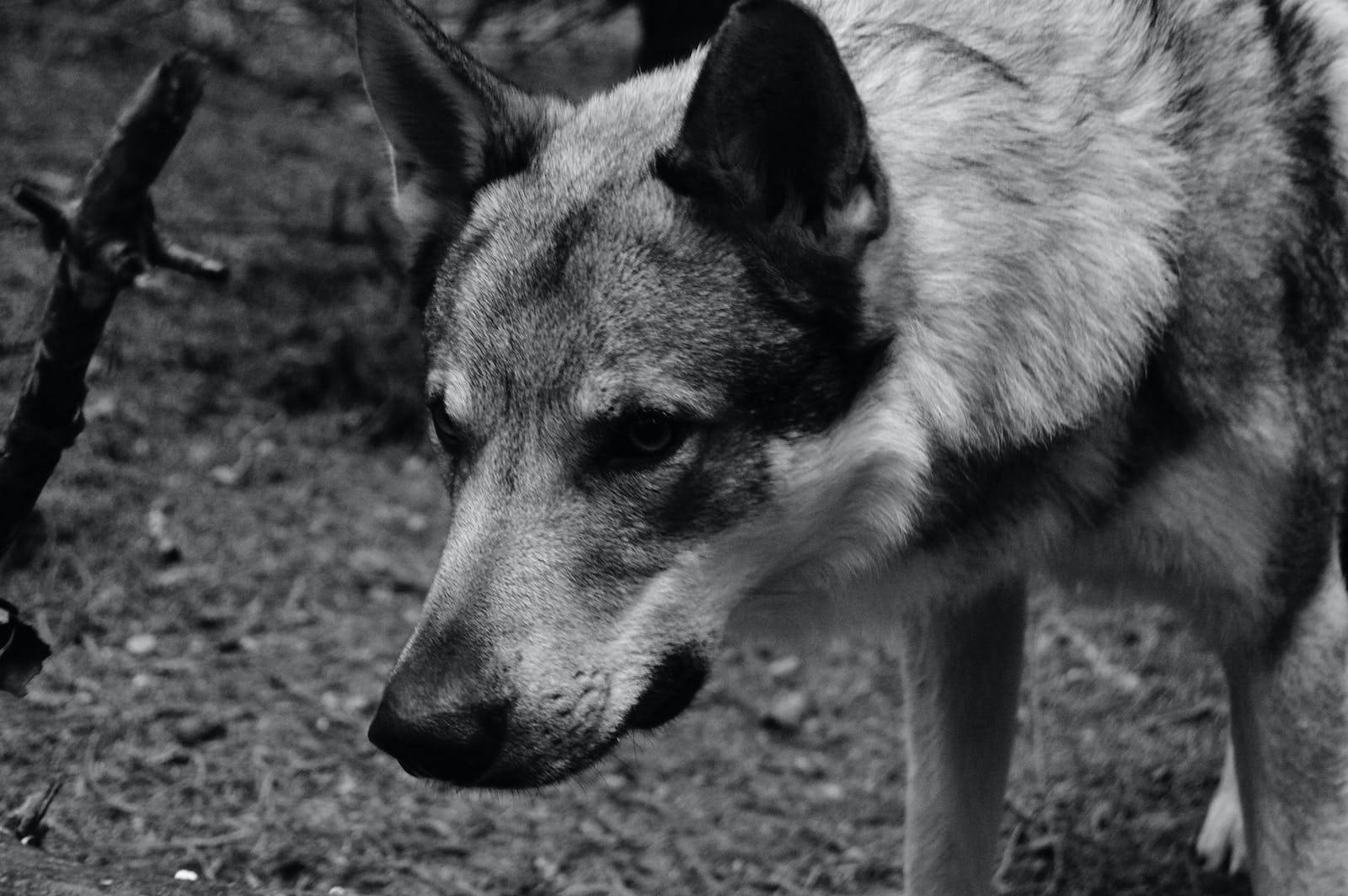 cute wolf, grayscale, black and white, HD Desktop Wallpaper