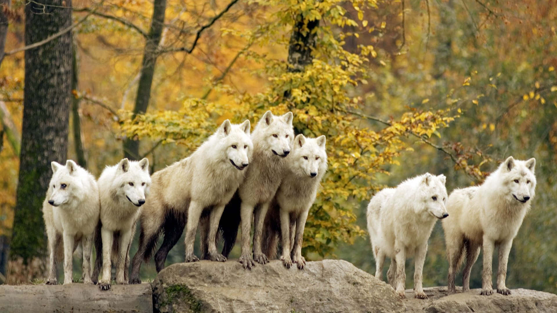 cute wolves, white wolves, rocky outcrop, Full HD Desktop Wallpaper