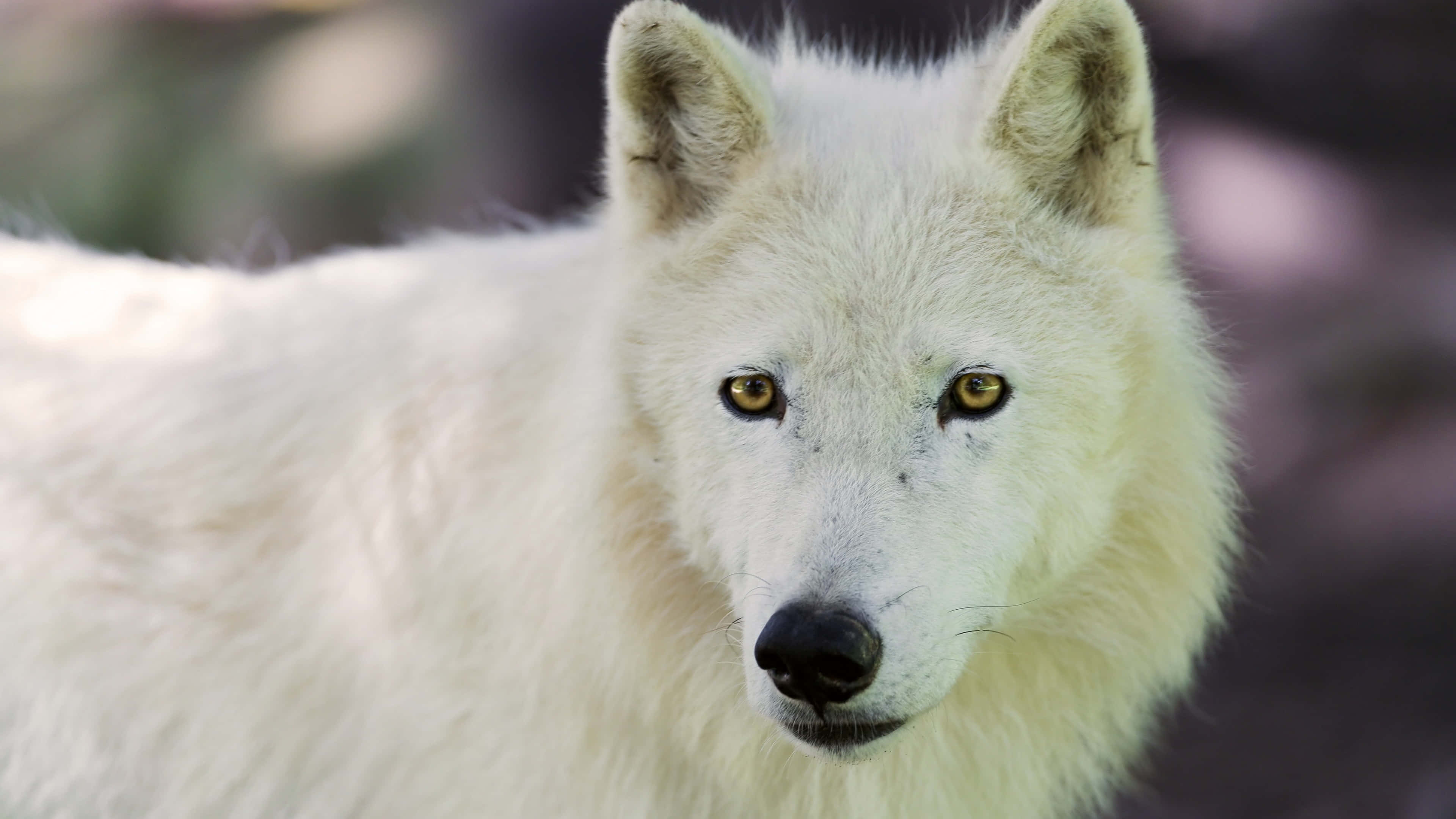 white wolf, piercing amber eyes, blurred natural background, 4K Desktop Wallpaper