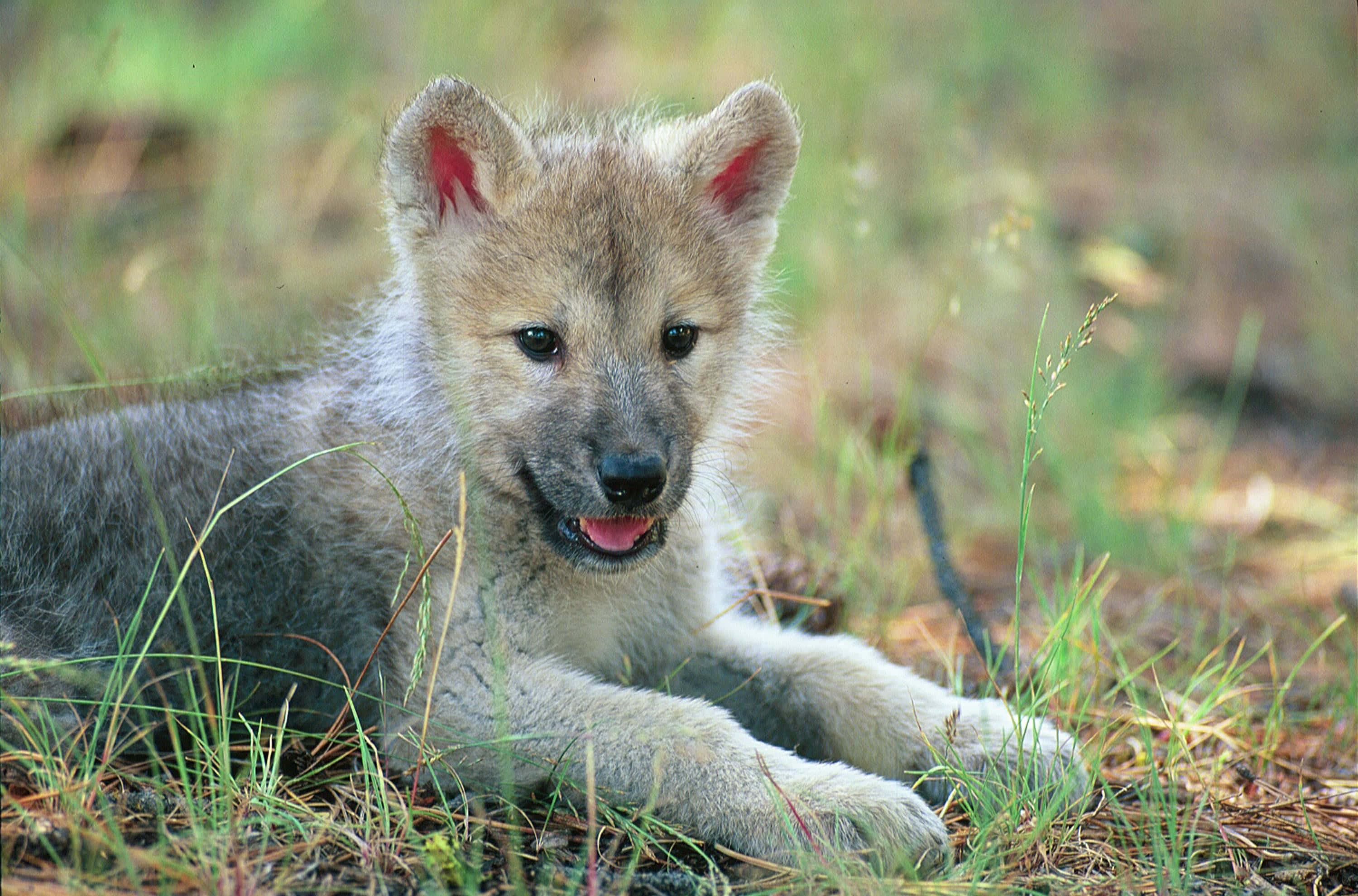 wolf pup, fluffy gray wolf pup, pink inner ears, 2K Desktop Wallpaper