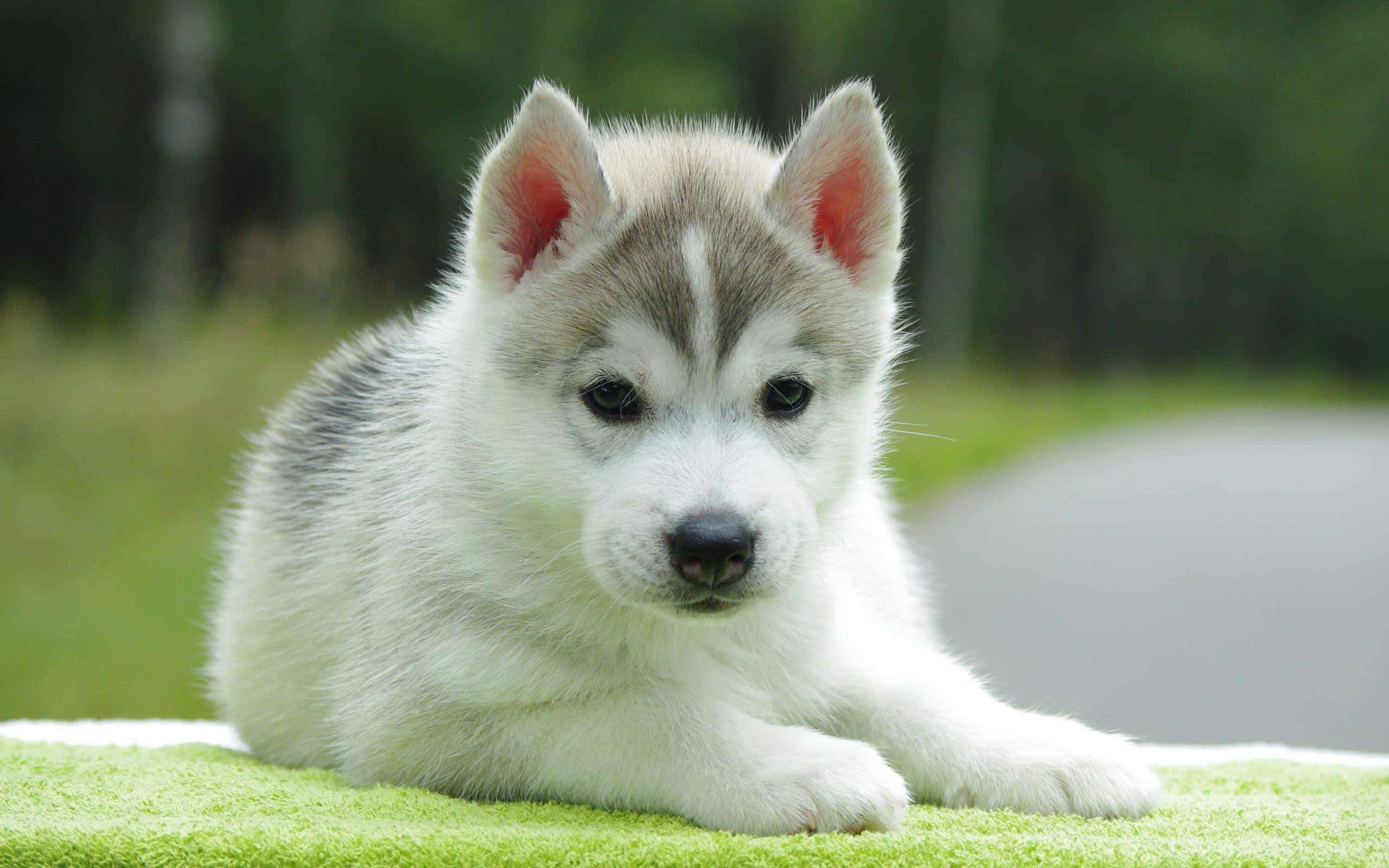 wolf pup, fluffy husky puppy, striking blue eyes, 2K Desktop Wallpaper