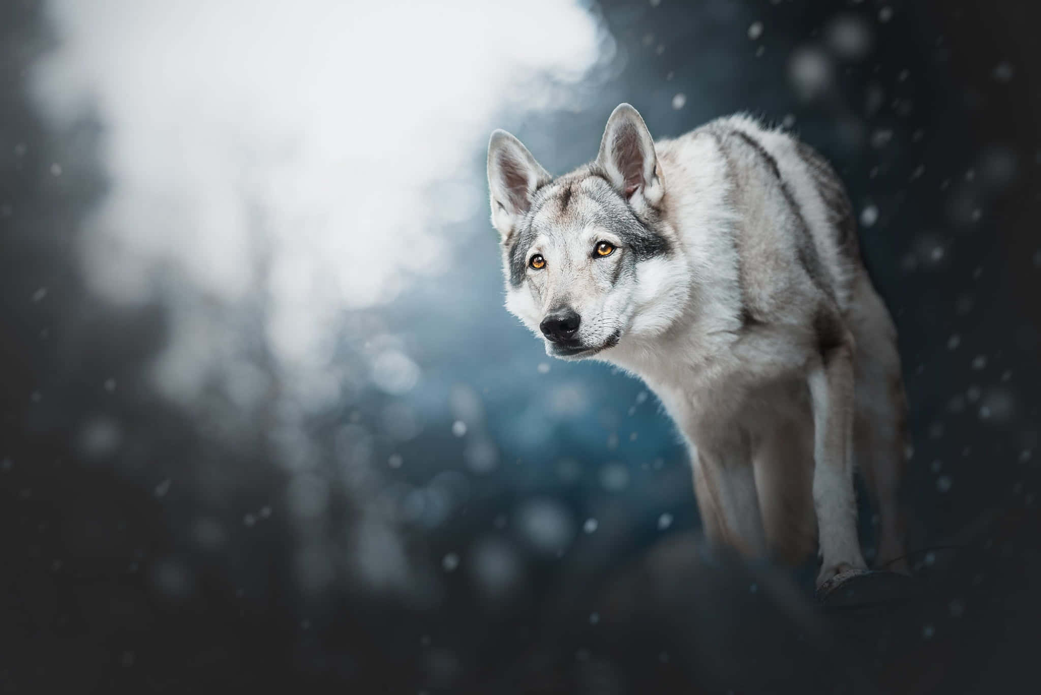 gray wolf, snowy forest, falling snowflakes, Full HD Desktop Wallpaper