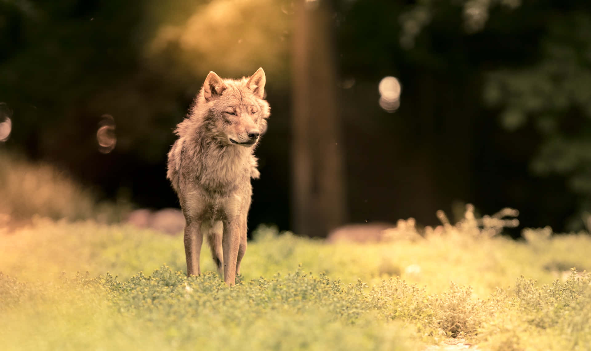 wolf pup, natural habitat, sunlit meadow, Full HD Desktop Wallpaper