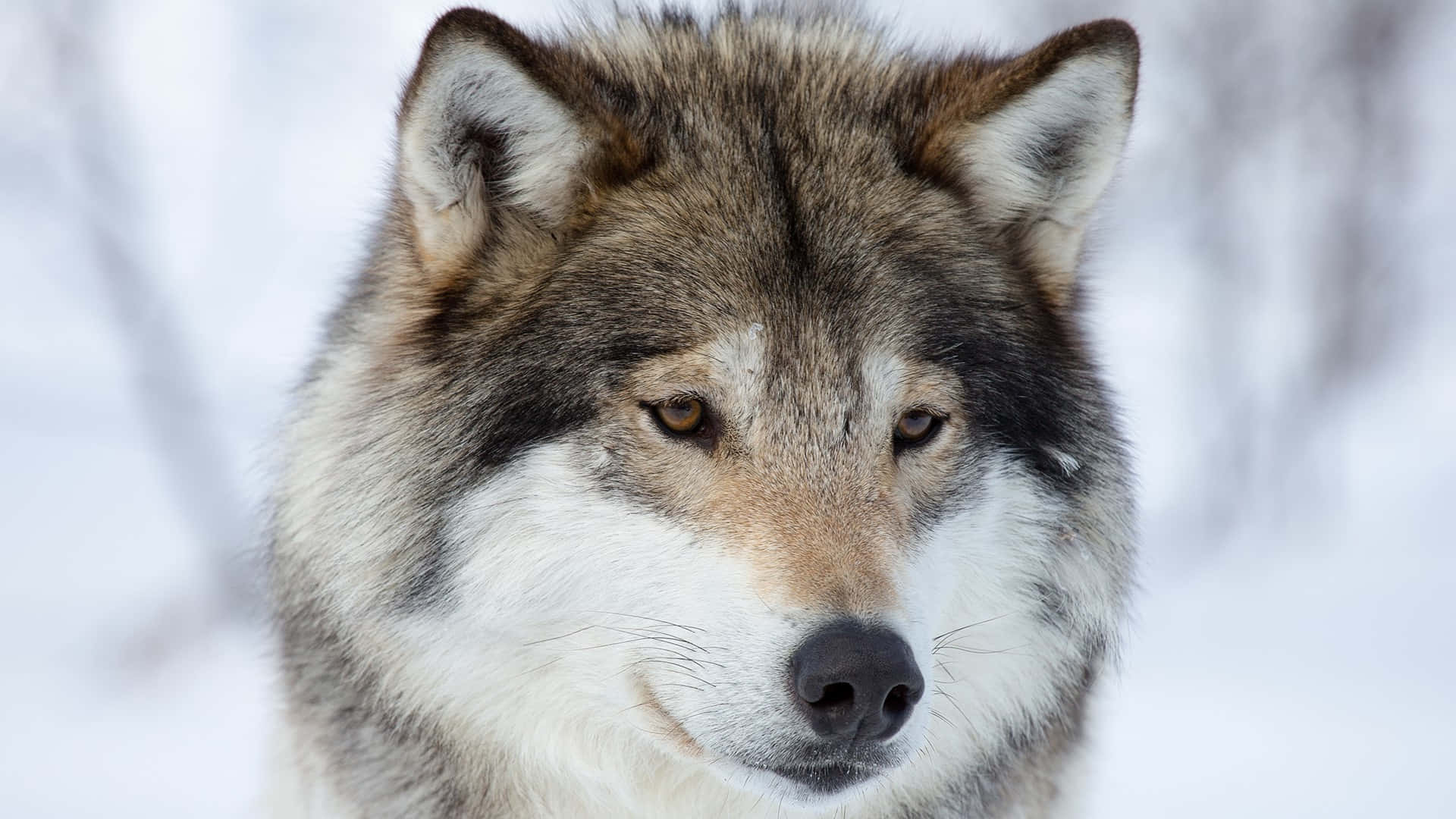 gray wolf, amber eyes, snowy winter backdrop, Full HD Desktop Wallpaper