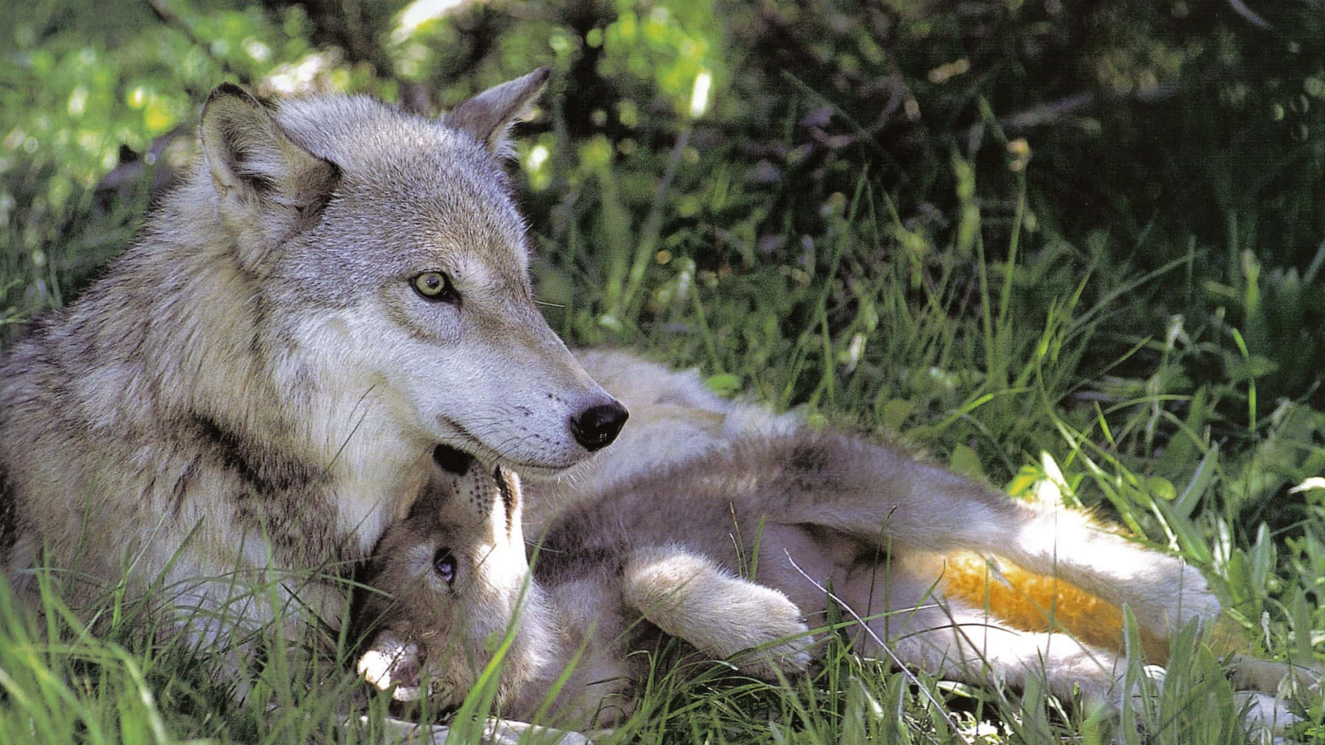 wolf pup, sunlit green grass, dappled forest canopy, Full HD Desktop Wallpaper