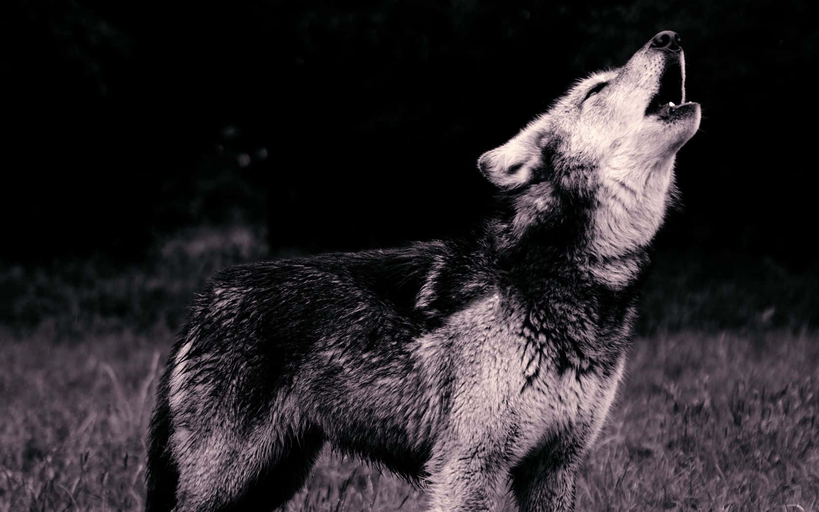 wolf pup, monochrome field, dark sky, HD Desktop Wallpaper