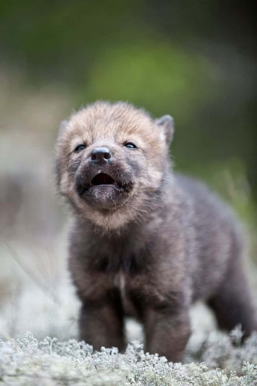 wolf pup, fluffy gray wolf pup, mossy ground, HD Phone Wallpaper