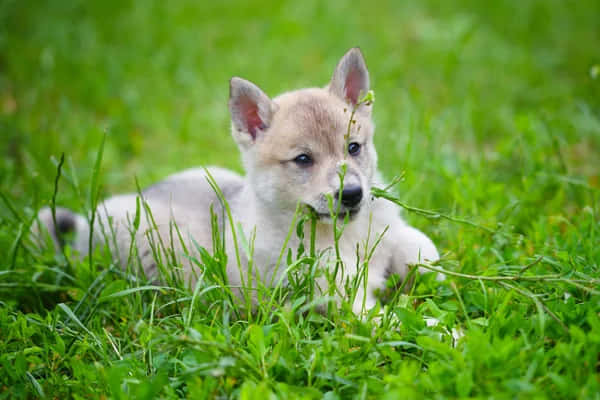 wolf pup, light brown, vibrant green grass, SD Desktop Wallpaper