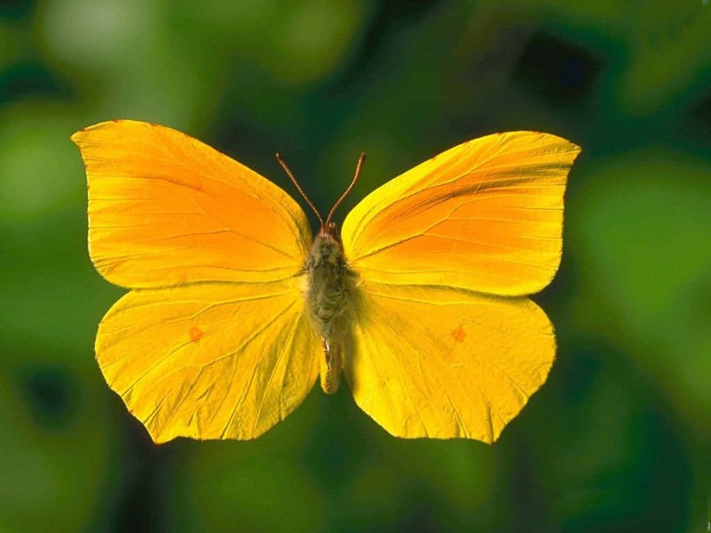 cute yellow butterflies, vibrant yellow butterfly, delicate wings, SD Desktop Wallpaper