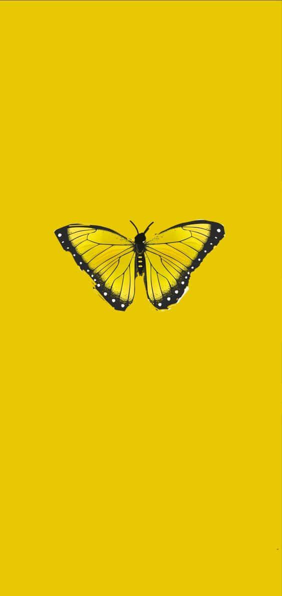 cute yellow butterflies, yellow butterfly, black outlines, SD Phone Wallpaper