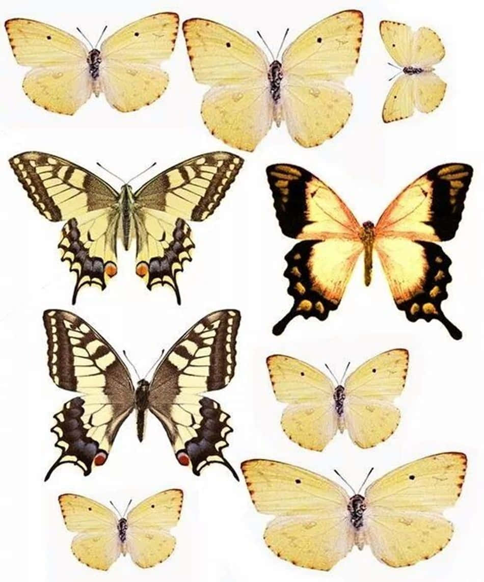 yellow butterfly, brown and black wings, plain white background, SD Phone Wallpaper