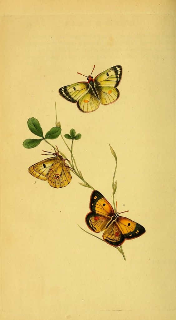 cute yellow butterflies, yellow orange and black wings, slender green clover stems, SD Phone Wallpaper