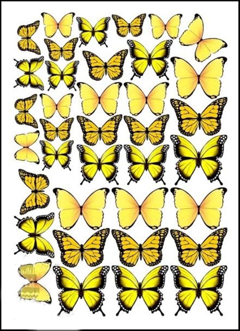 cute yellow butterflies, vibrant yellow monarch butterflies, black veins, HD Phone Wallpaper