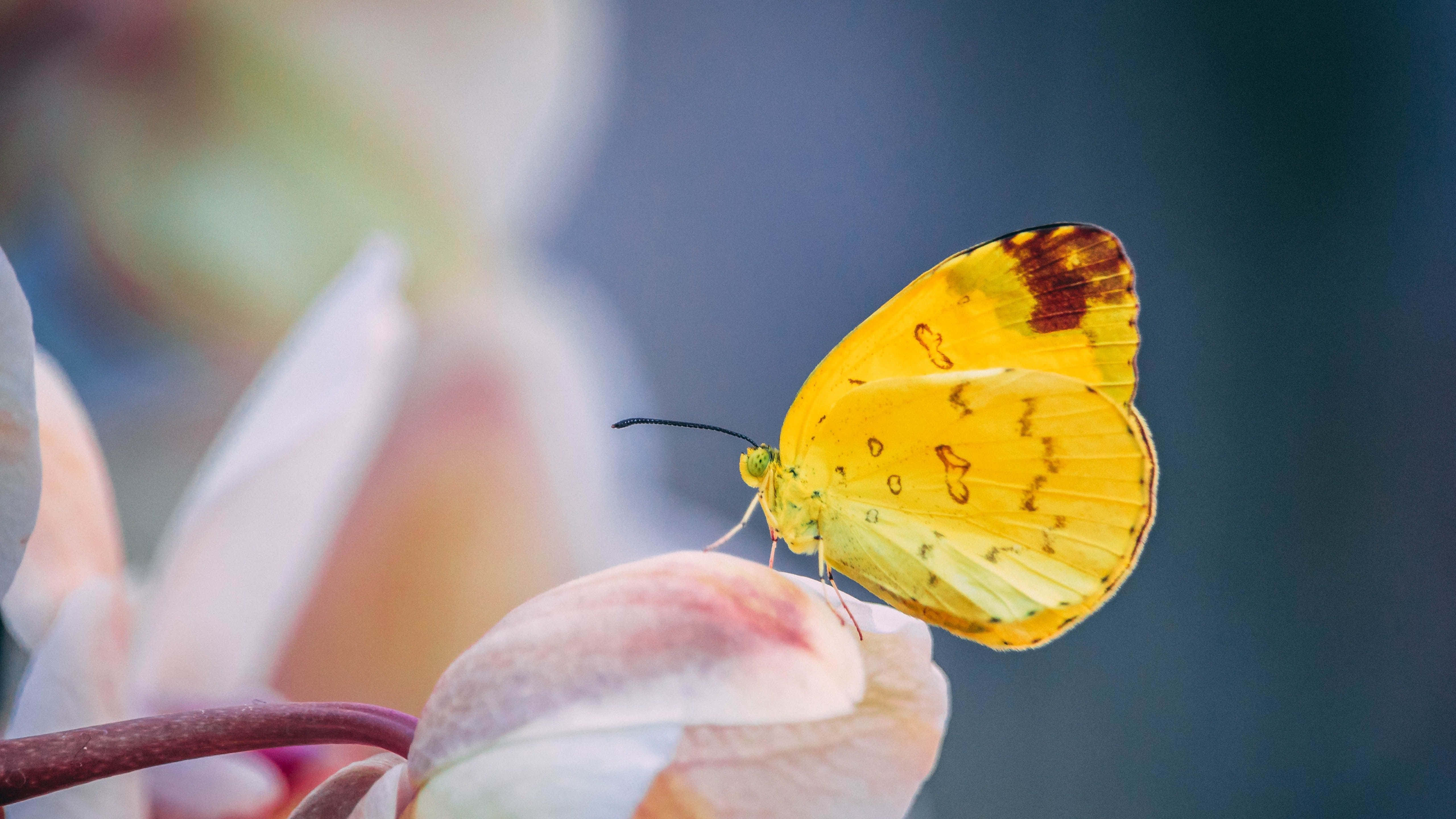 cute yellow butterflies, vibrant yellow butterfly, brown spots, 5K Desktop Wallpaper