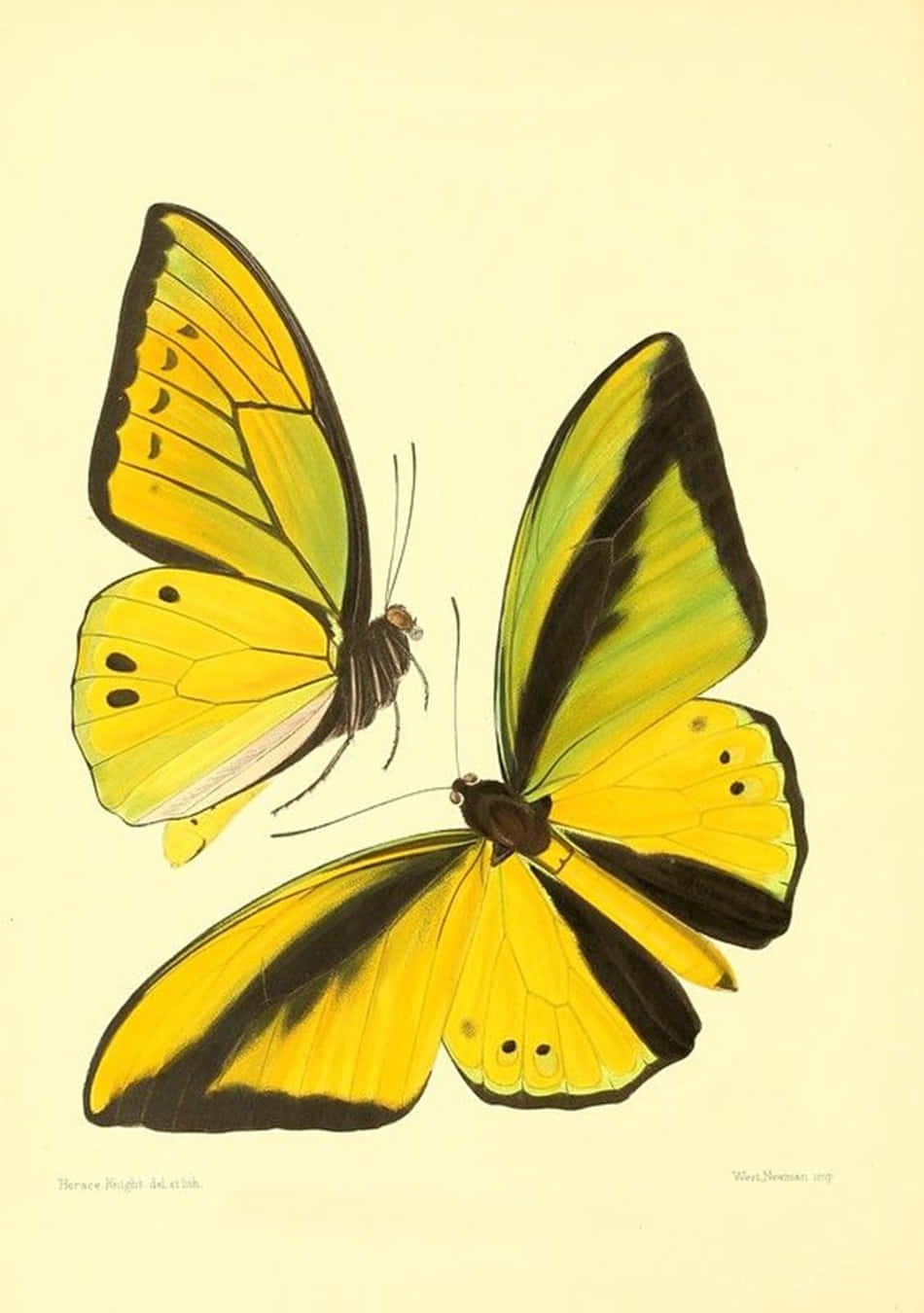 cute yellow butterflies, vibrant yellow and black butterflies, intricate wing patterns, HD Phone Wallpaper