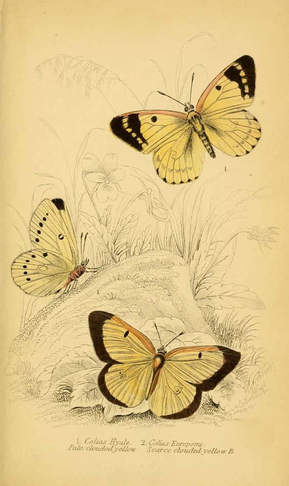 Bright Yellow Butterflies, yellow butterflies, black markings, SD Phone Wallpaper