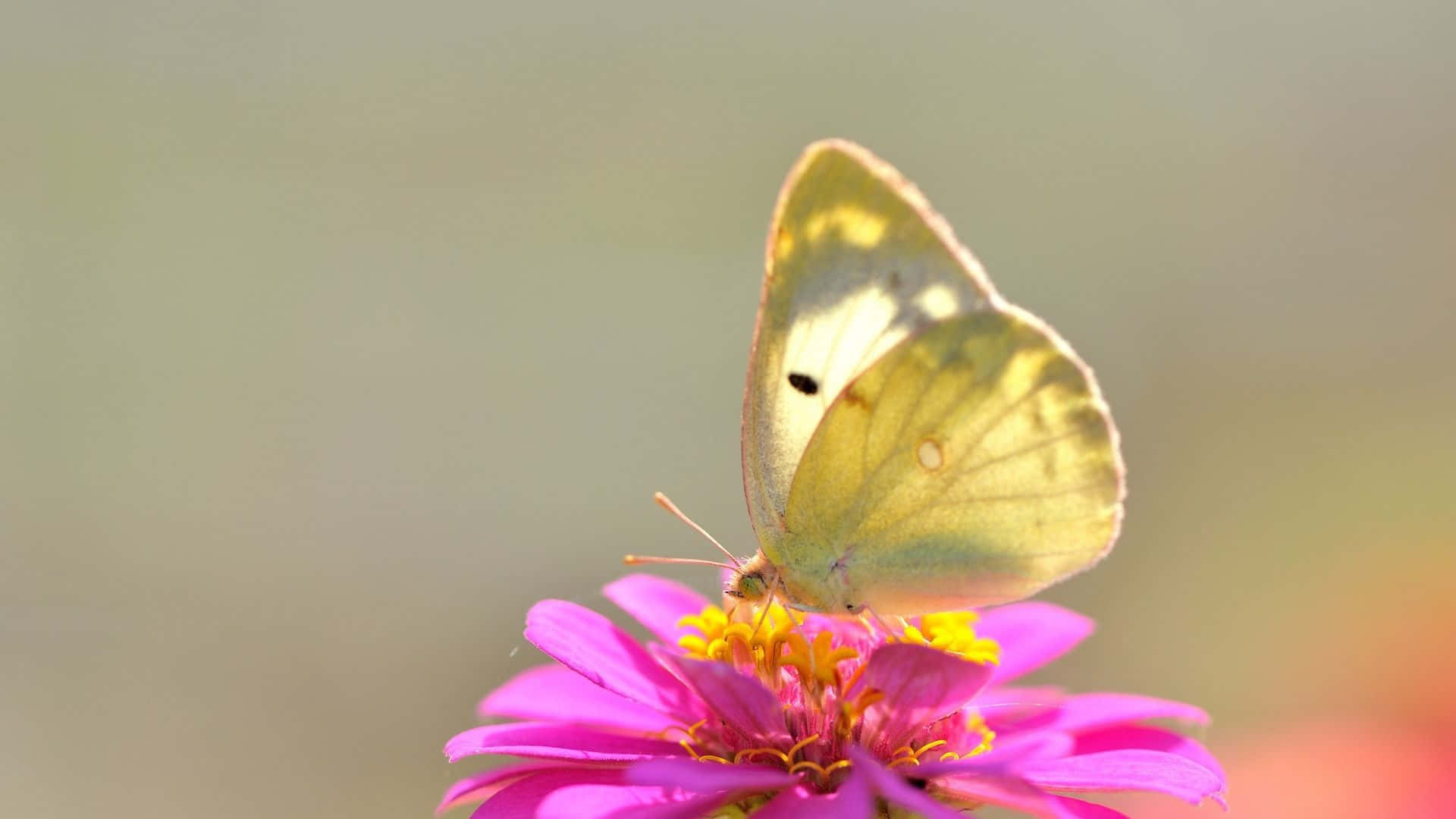 cute yellow butterflies, yellow butterfly, vibrant pink zinnia flower, Full HD Desktop Wallpaper