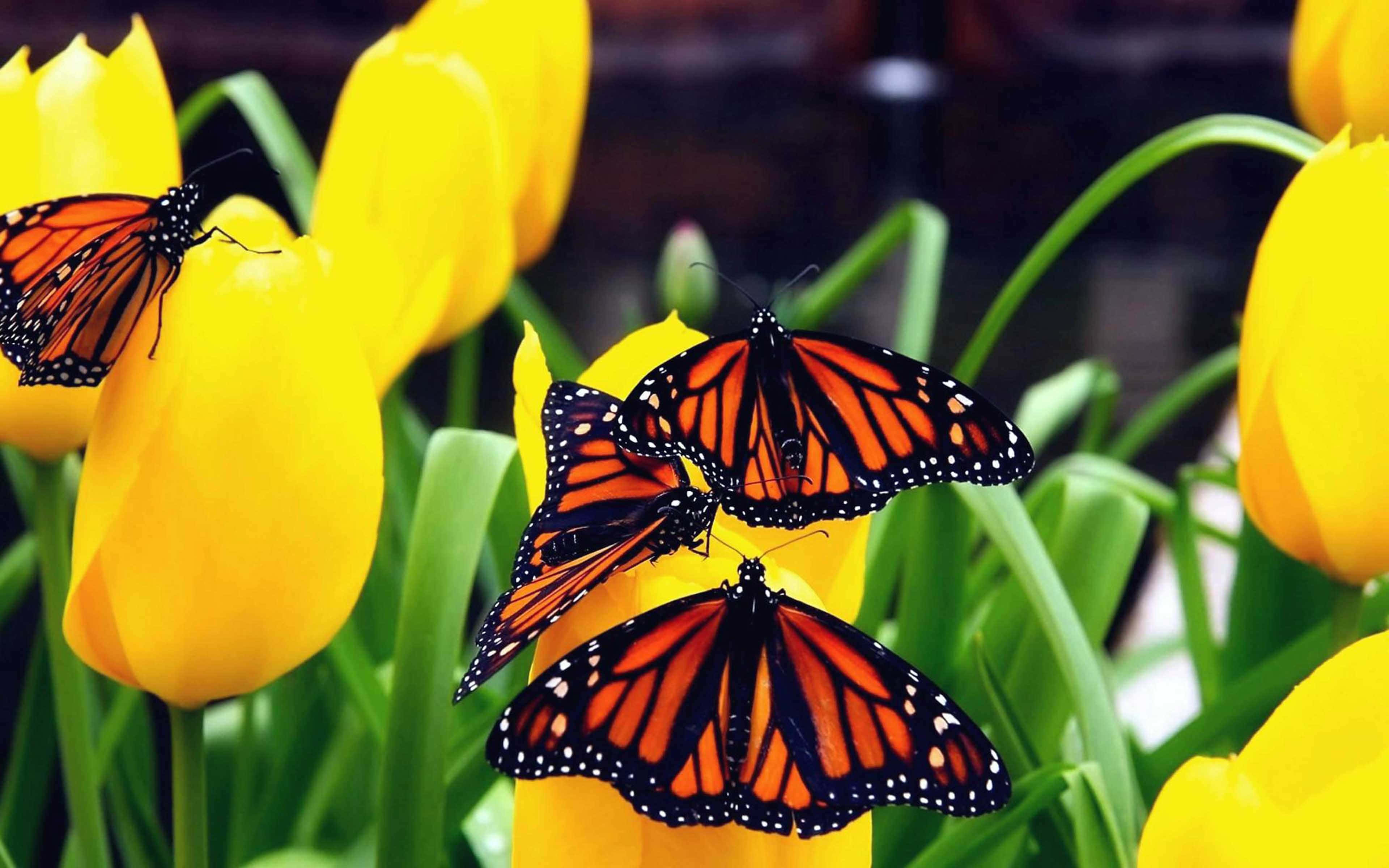 cute yellow butterflies, monarch butterflies, bright yellow tulips, 4K Desktop Wallpaper