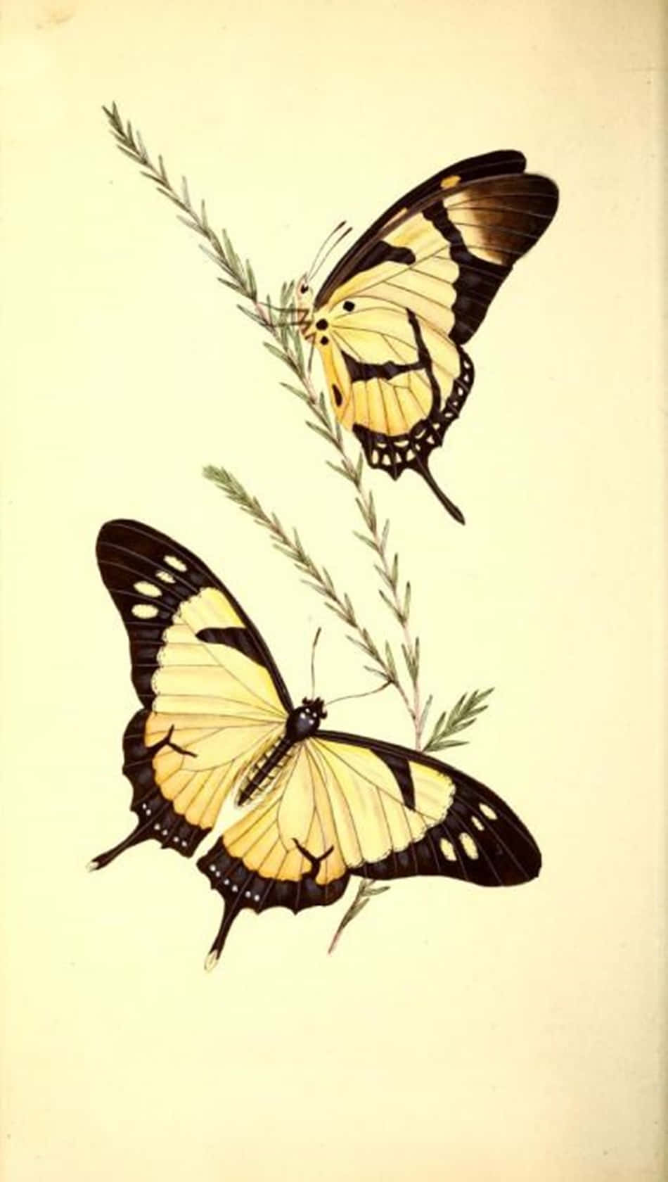 yellow butterflies, green stems, cream background, HD Phone Wallpaper