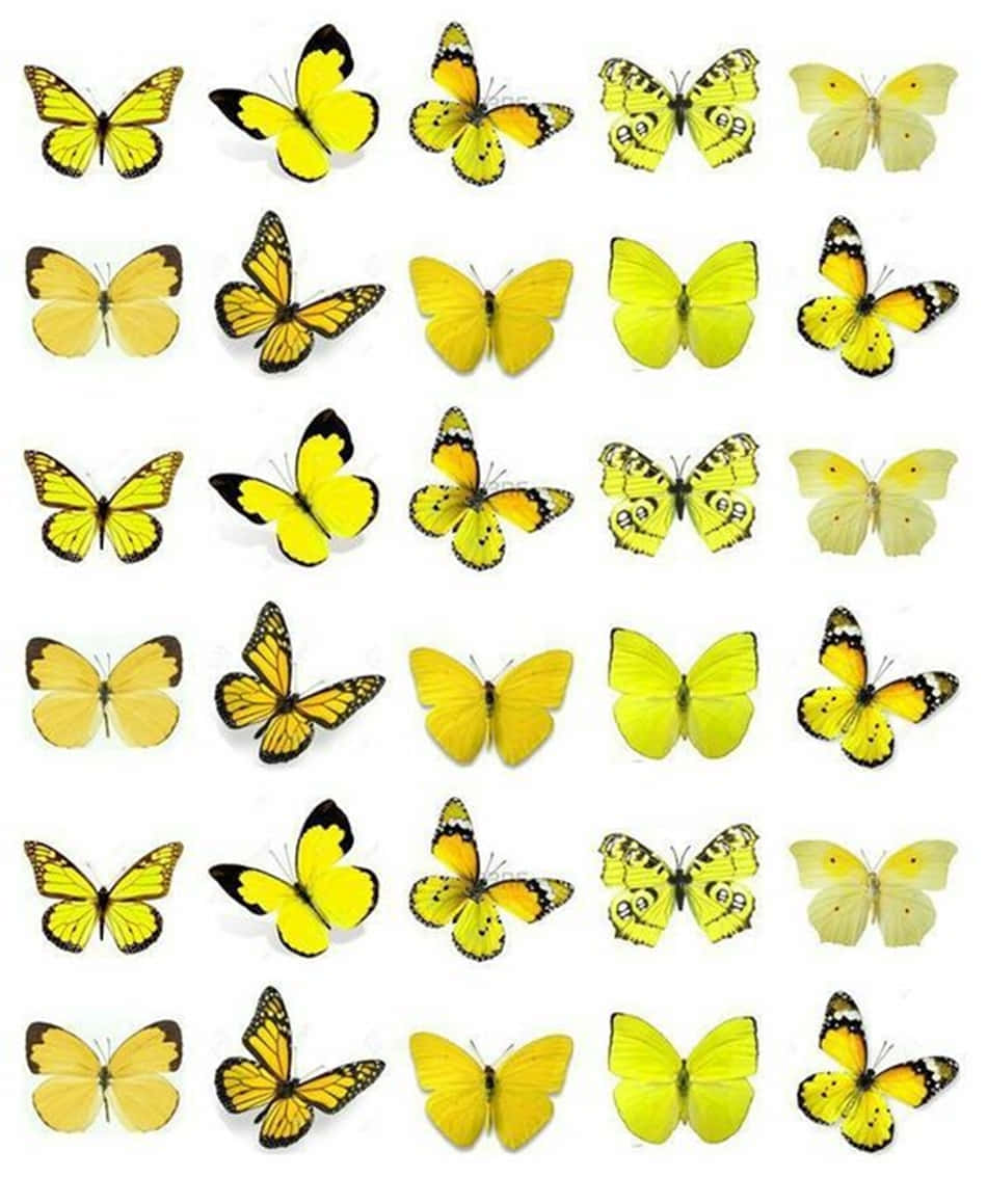 cute yellow butterflies, yellow butterflies, black markings, SD Phone Wallpaper